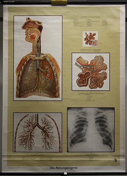 Lehrtafel Atmungsorgane (Krankenhausmuseum Bielefeld e.V. CC BY-NC-SA)