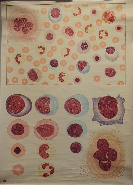 Lehrtafel Blutzellen (Krankenhausmuseum Bielefeld e.V. CC BY-NC-SA)