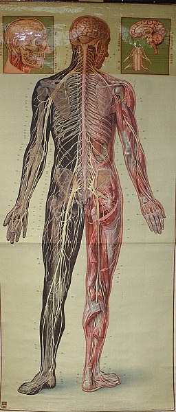 Lehrtafel Nervensystem (von hinten) (Krankenhausmuseum Bielefeld e.V. CC BY-NC-SA)