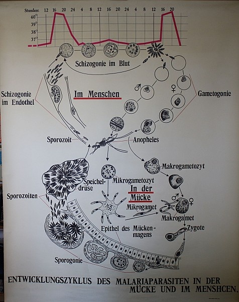 Lehrtafel Entwicklungszyklus  Malariaparasiten (Krankenhausmuseum Bielefeld e.V. CC BY-NC-SA)