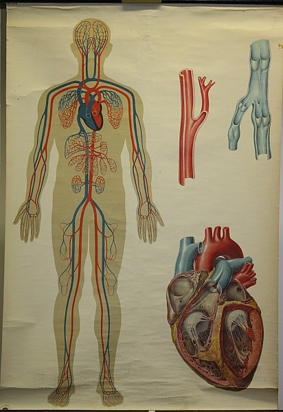 Lehrtafel Herz und Blutkreislauf (Krankenhausmuseum Bielefeld e.V. CC BY-NC-SA)
