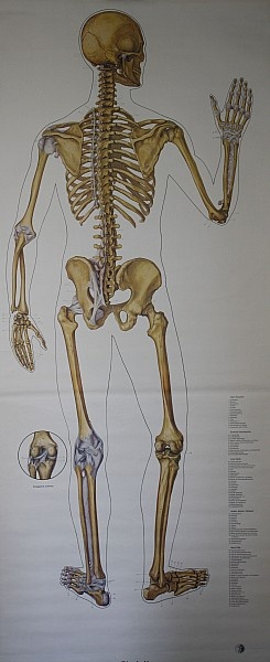 Lehrtafel Skelett Rückenseite (Krankenhausmuseum Bielefeld e.V. CC BY-NC-SA)