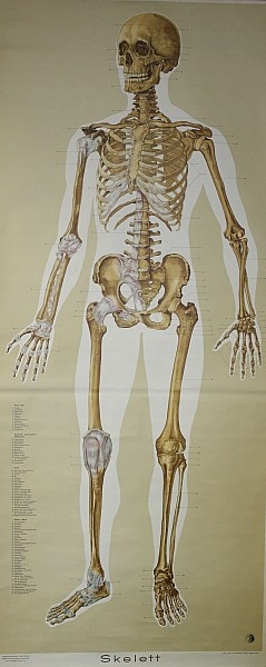 Lehrtafel Skelett Vorderseite (Krankenhausmuseum Bielefeld e.V. CC BY-NC-SA)