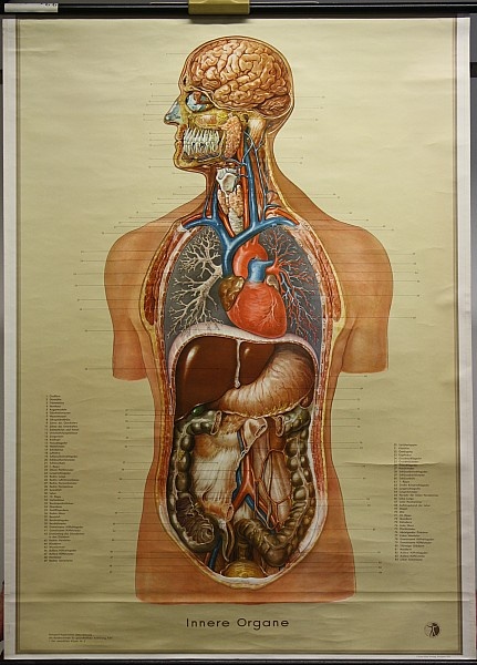 Lehrtafel Innere Organe.