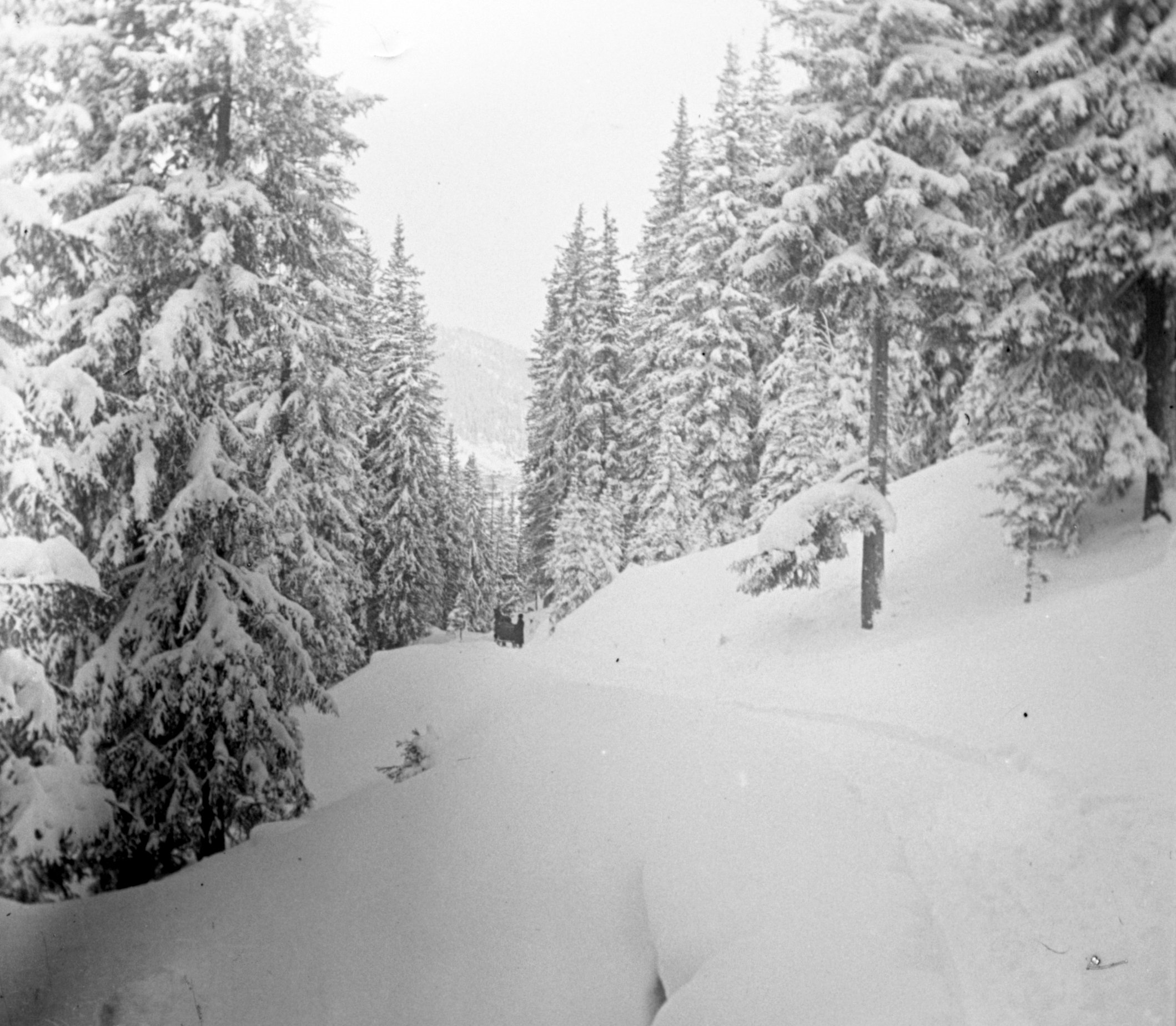 Verschneiter Waldweg bei Davos (Dezember 1904-Januar 1905), 87547 sn L_o.jpg (DRM CC BY-NC-SA)