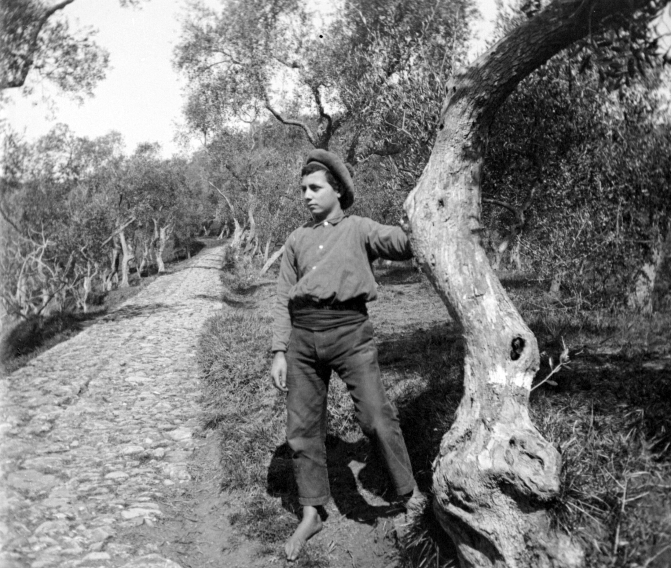 Junge im Olivenhain Santa Margherita Ligure (1906 FJ), 87630 sn L (DRM CC BY-NC-SA)
