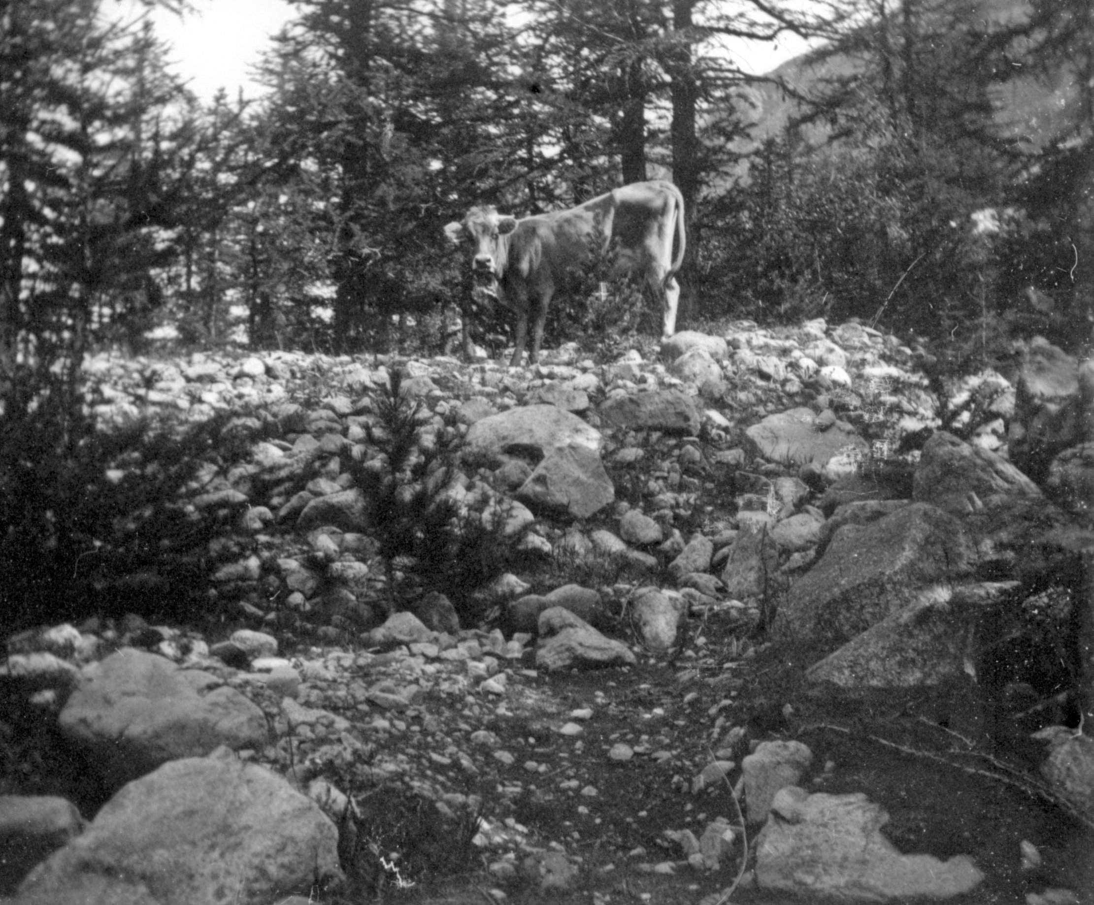 Kuh im Val Roseg (Sommer 1901), 87082 sn R_o (DRM CC BY-NC-SA)