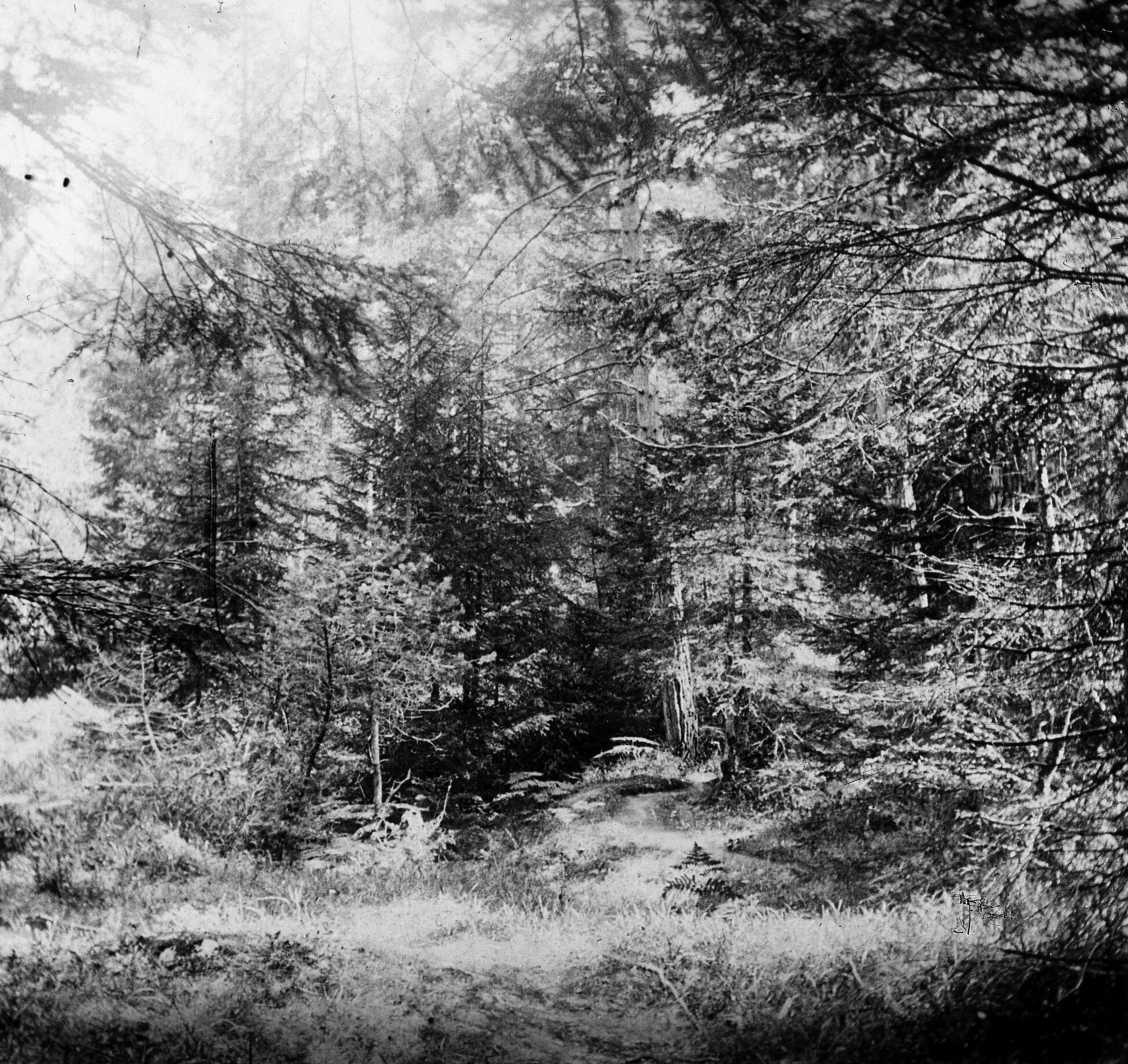 Lichtung im Wald bei Flims (August 1902), 87228 sd R_o (DRM CC BY-NC-SA)