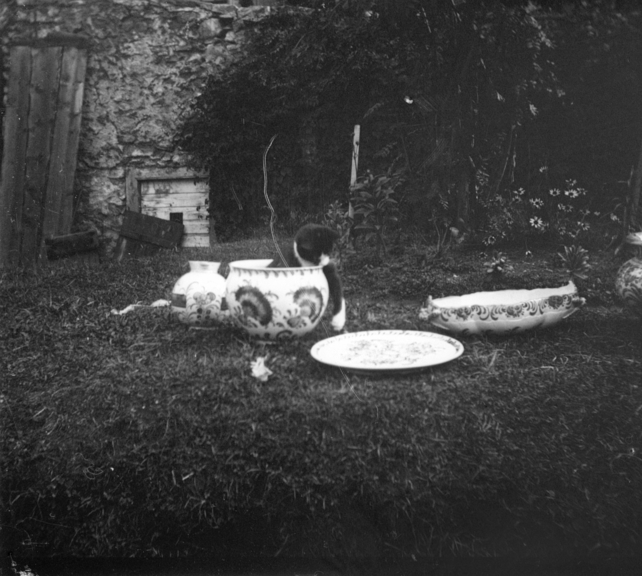 Spielende Katze in Pontresina (Sommer 1902), 87243 sn L_o (DRM CC BY-NC-SA)