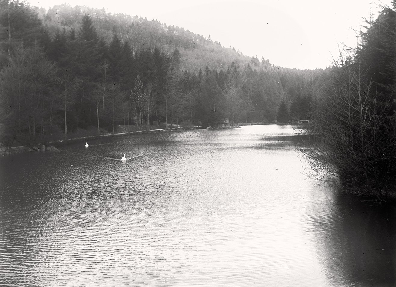 Wald bei Baden-Baden: Waldsee (17.04.1897), 86415_o (DRM CC BY-NC-SA)