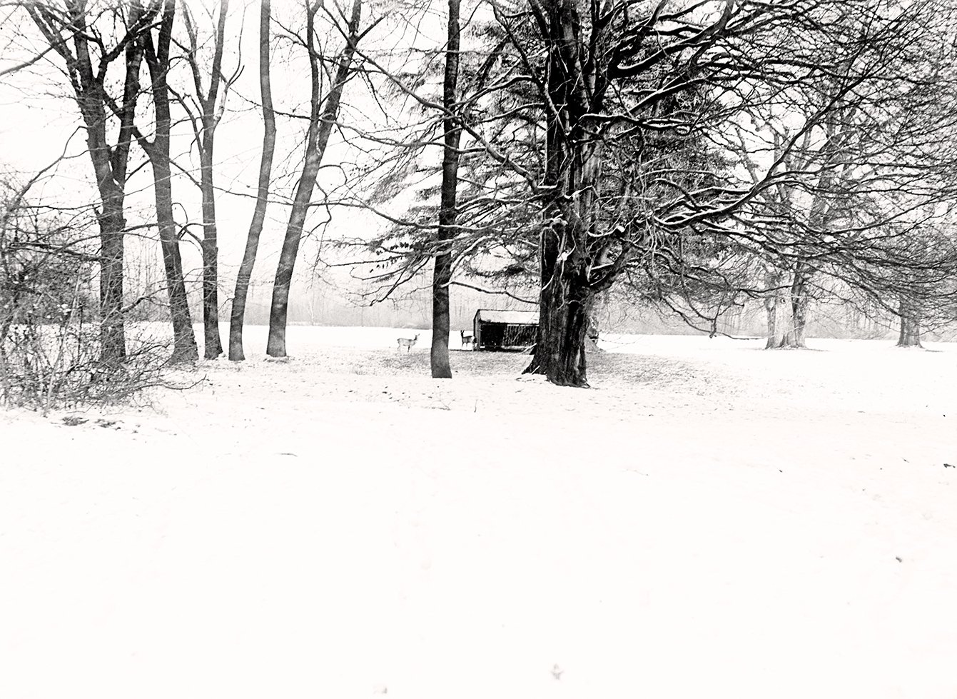 Englischer Garten in München im Winter: Wildfütterung (Januar 1901), 86554_o (DRM CC BY-NC-SA)