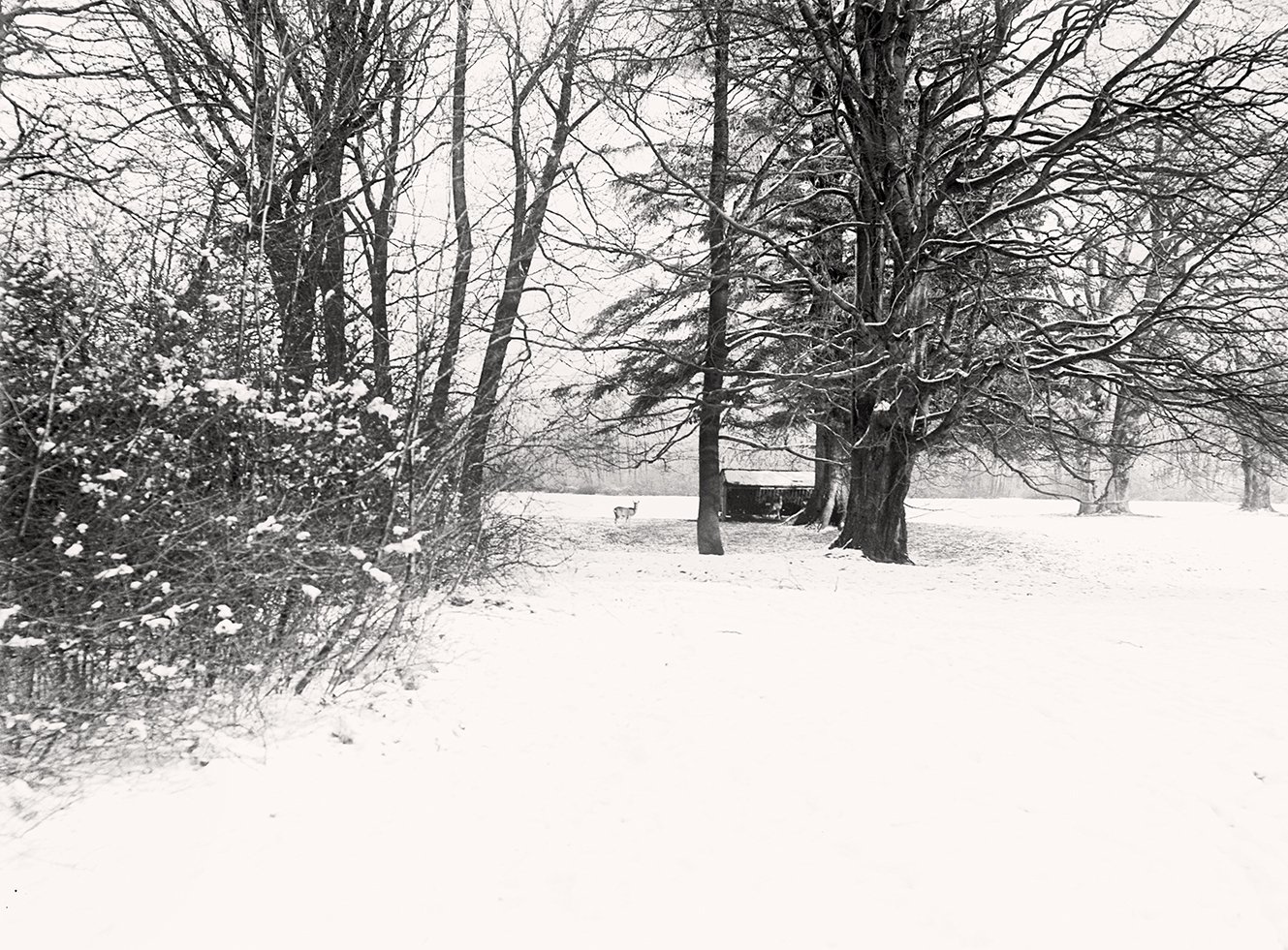 Englischer Garten in München im Winter: Wildfütterung (Januar 1901), 86555_o (DRM CC BY-NC-SA)