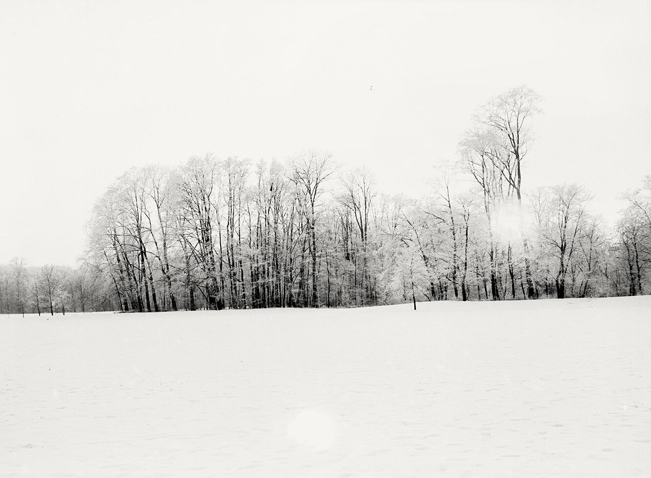 Englischer Garten in München im Winter: Baumgruppe (Januar 1901), 86561_o (DRM CC BY-NC-SA)