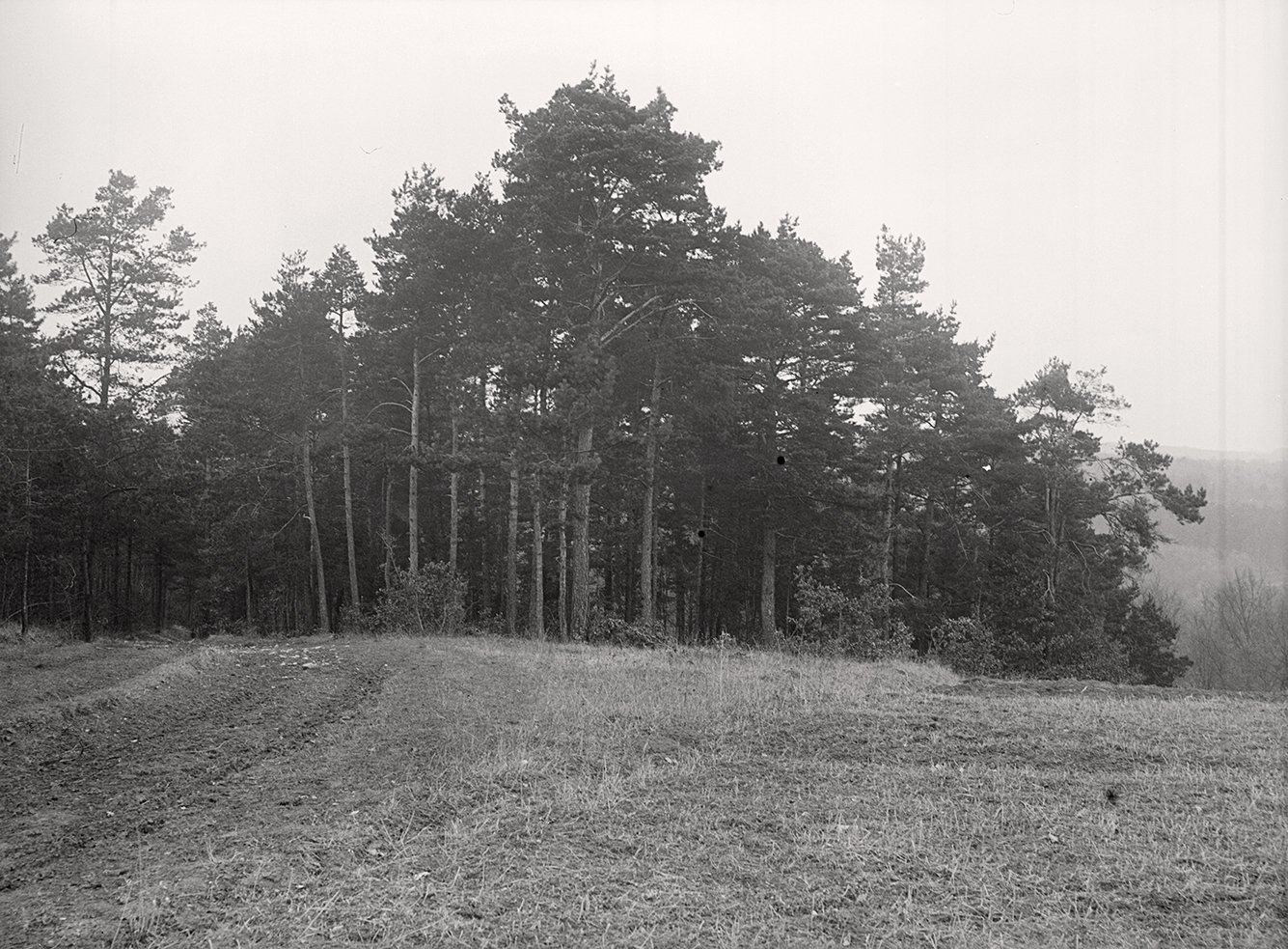 Waldrand bei Rimpar im Gramschatzer Wald (März 1900), 86597_o (DRM CC BY-NC-SA)