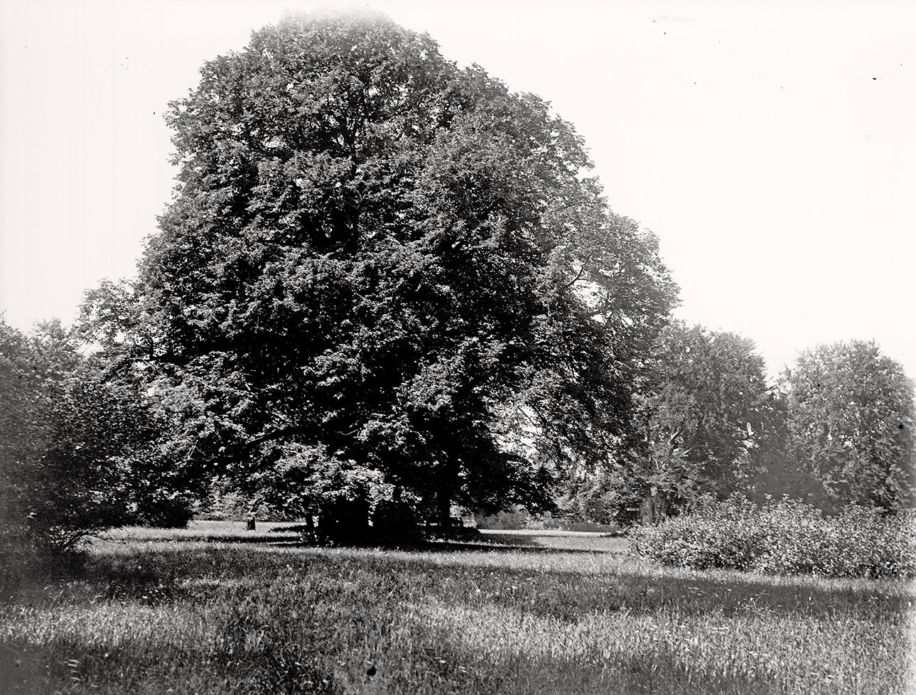 Englischer Garten in München: Alter Baum (29.07.1900), 86689_o (DRM CC BY-NC-SA)