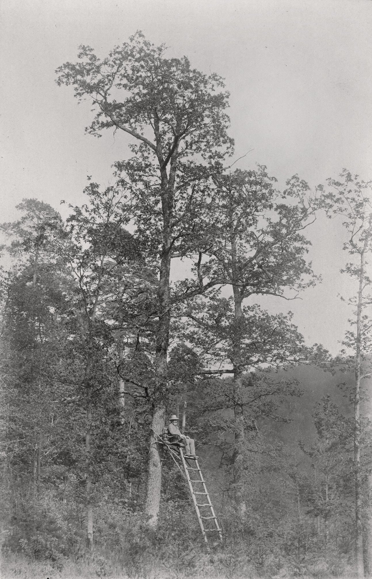 Hochsitz im Rimparer Wald (Mai 1894), 89002 p_o (DRM CC BY-NC-SA)