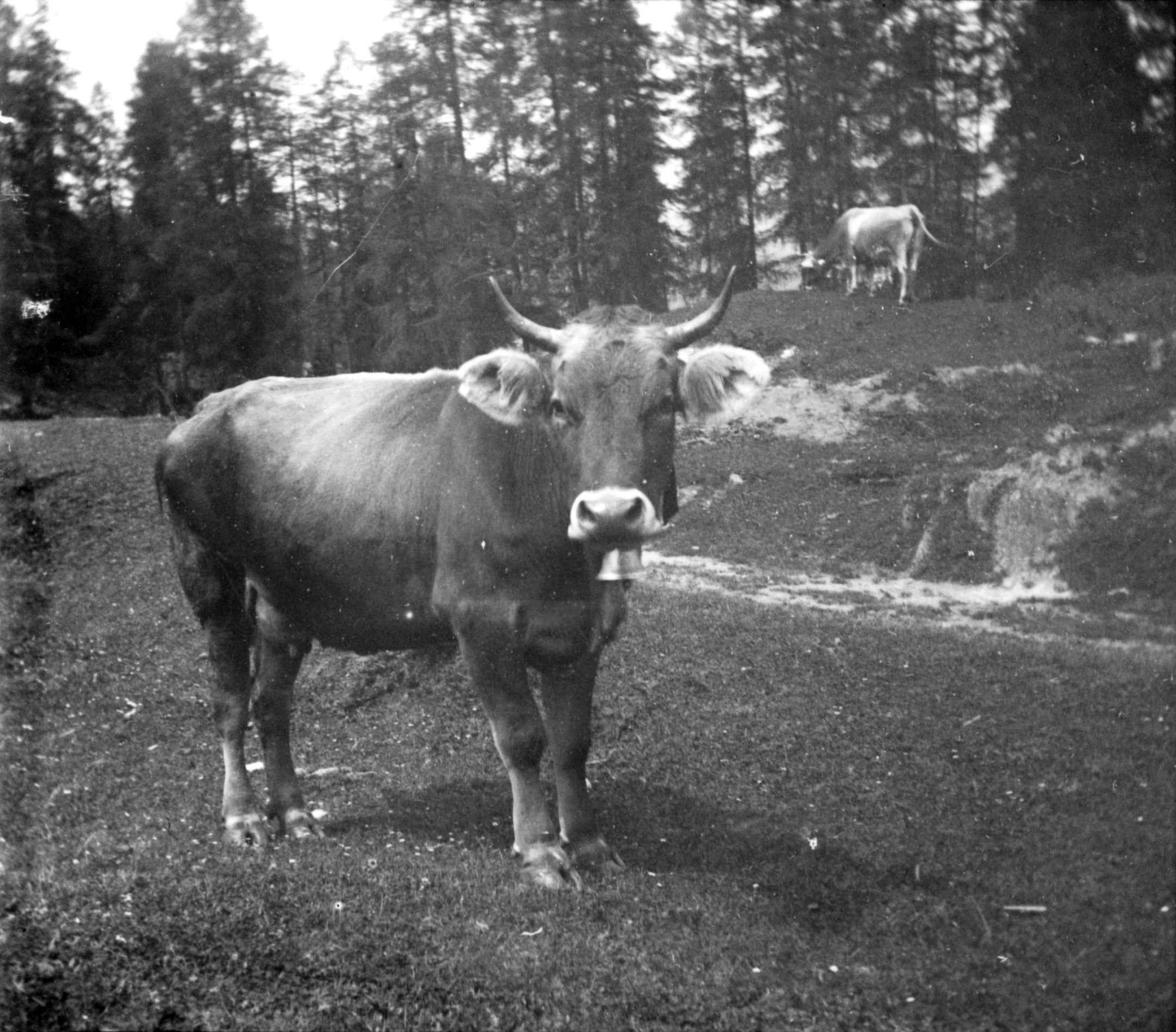 Kühe bei Flims (Sommer 1901), 87066 sn L_o (DRM CC BY-NC-SA)