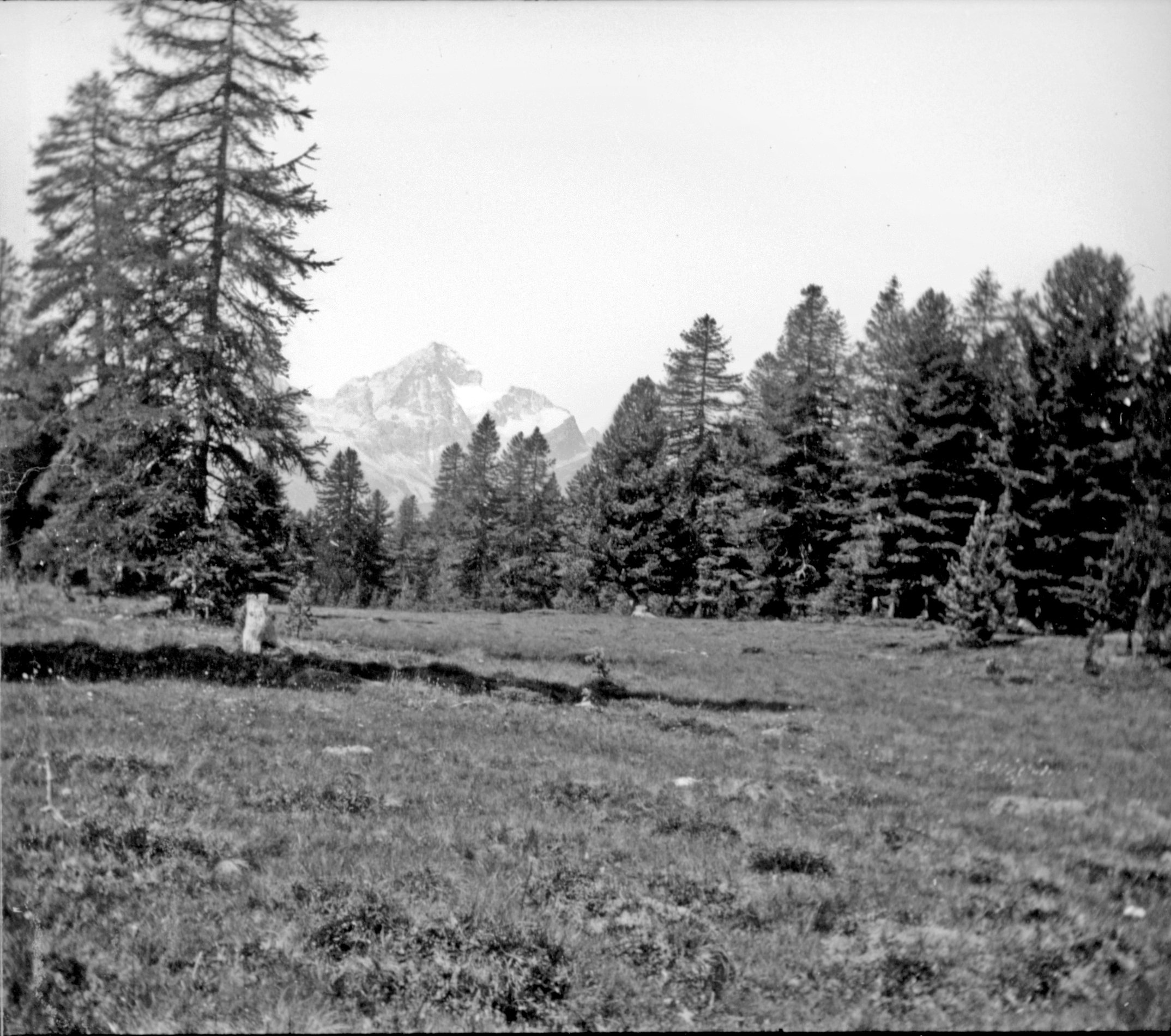 Stazer Alp zwischen Pontresina und St. Moritz (Sommer 1901), 87080 sn L_o (DRM CC BY-NC-SA)