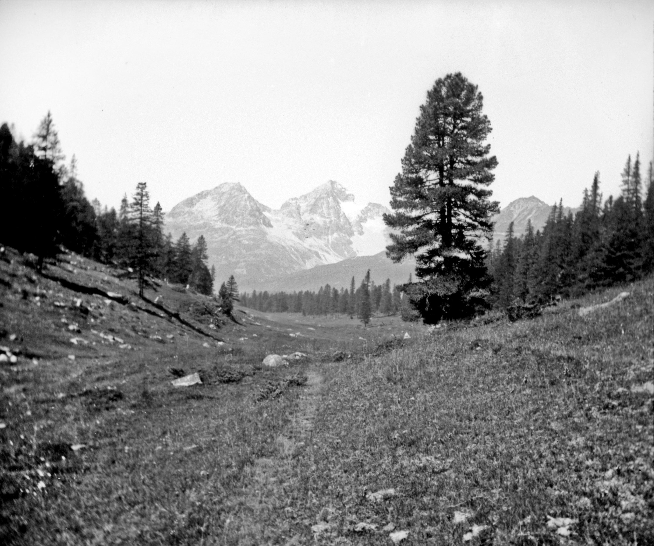 Stazer Alp zwischen Pontresina und St. Moritz (Sommer 1901), 87081 sn R_o (DRM CC BY-NC-SA)