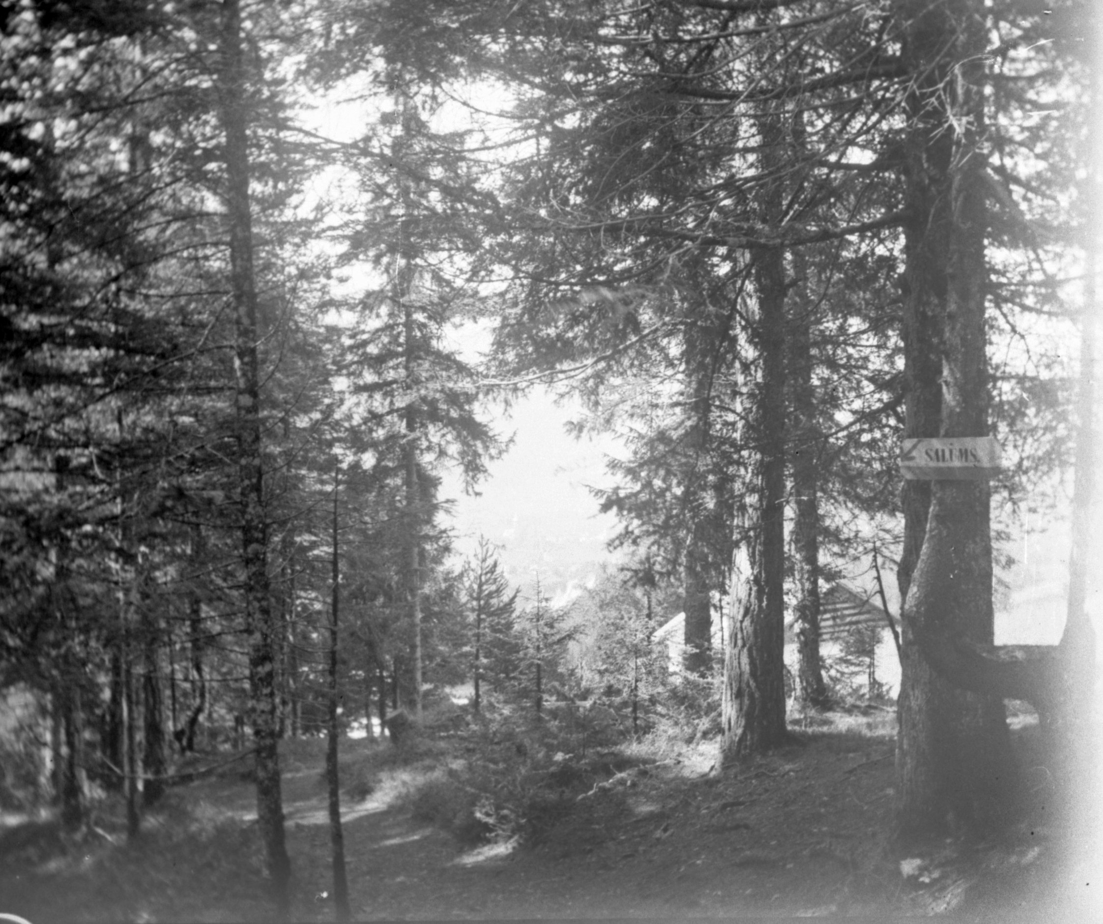 Wanderweg zum Dorf Salums bei Flims (August 1903), 87394 sn R_o.jpg (DRM CC BY-NC-SA)