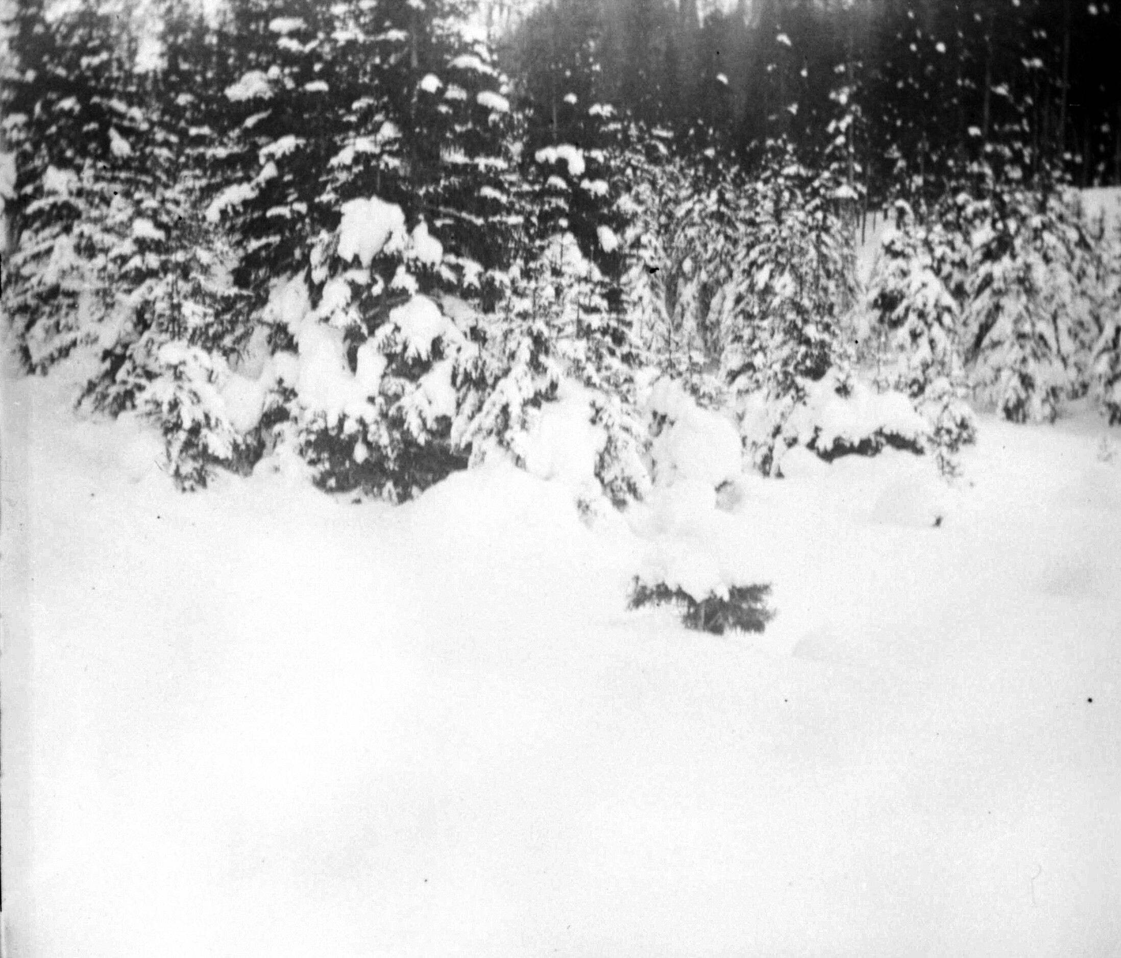 Verschneiter Waldweg bei Davos (Dezember 1903-Januar 1904), 87470 sn L (DRM CC BY-NC-SA)