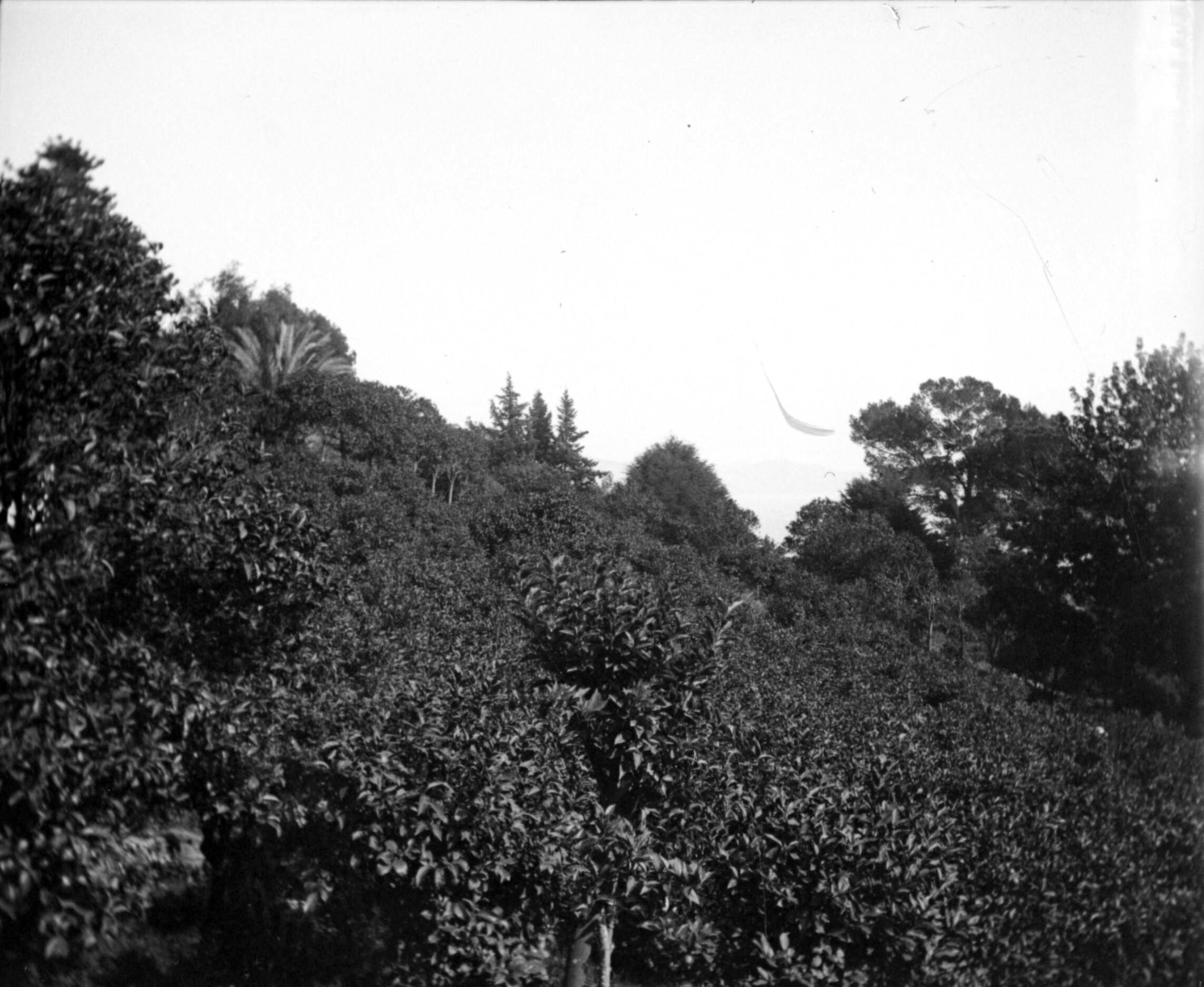 Aussicht von der Villa Costa in Santa Margherita Ligure (März-April 1904), 87491 sn R (DRM CC BY-NC-SA)