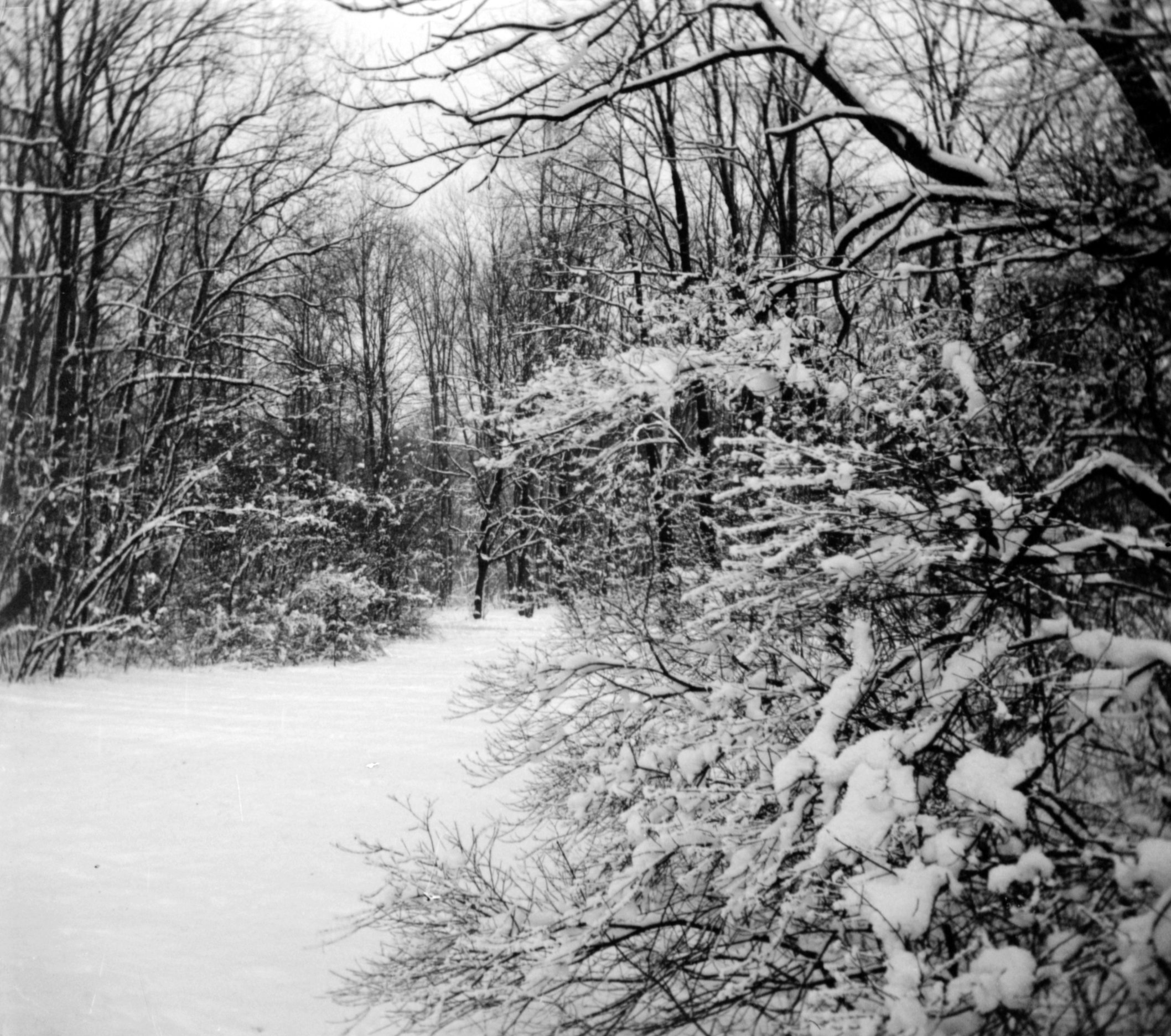 Verschneiter Wald in München (Winter 1902/03), 87272 sn L_o (DRM CC BY-NC-SA)