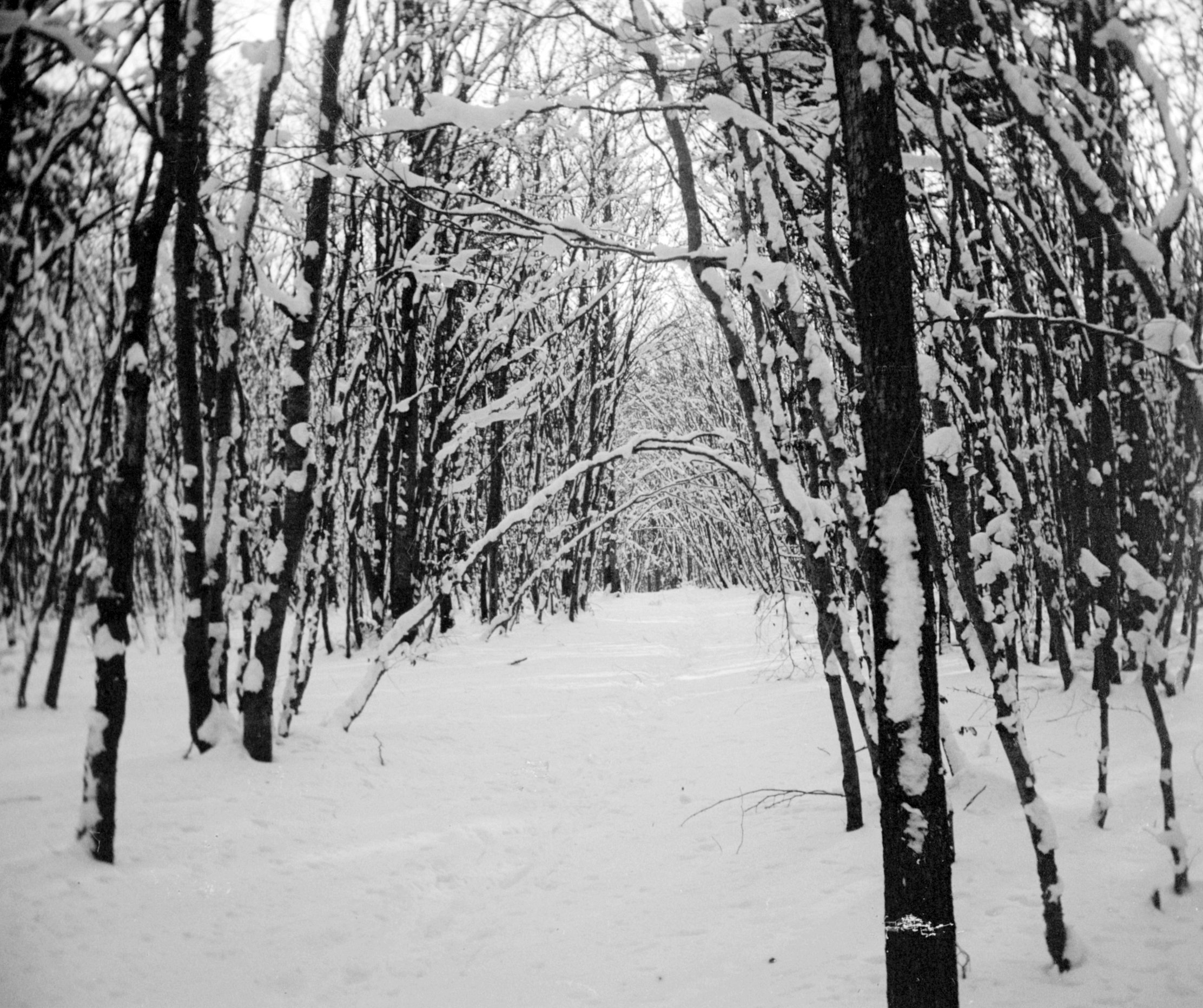 Verschneiter Wald in München (Winter 1902/03), 87274 sn R_o (DRM CC BY-NC-SA)