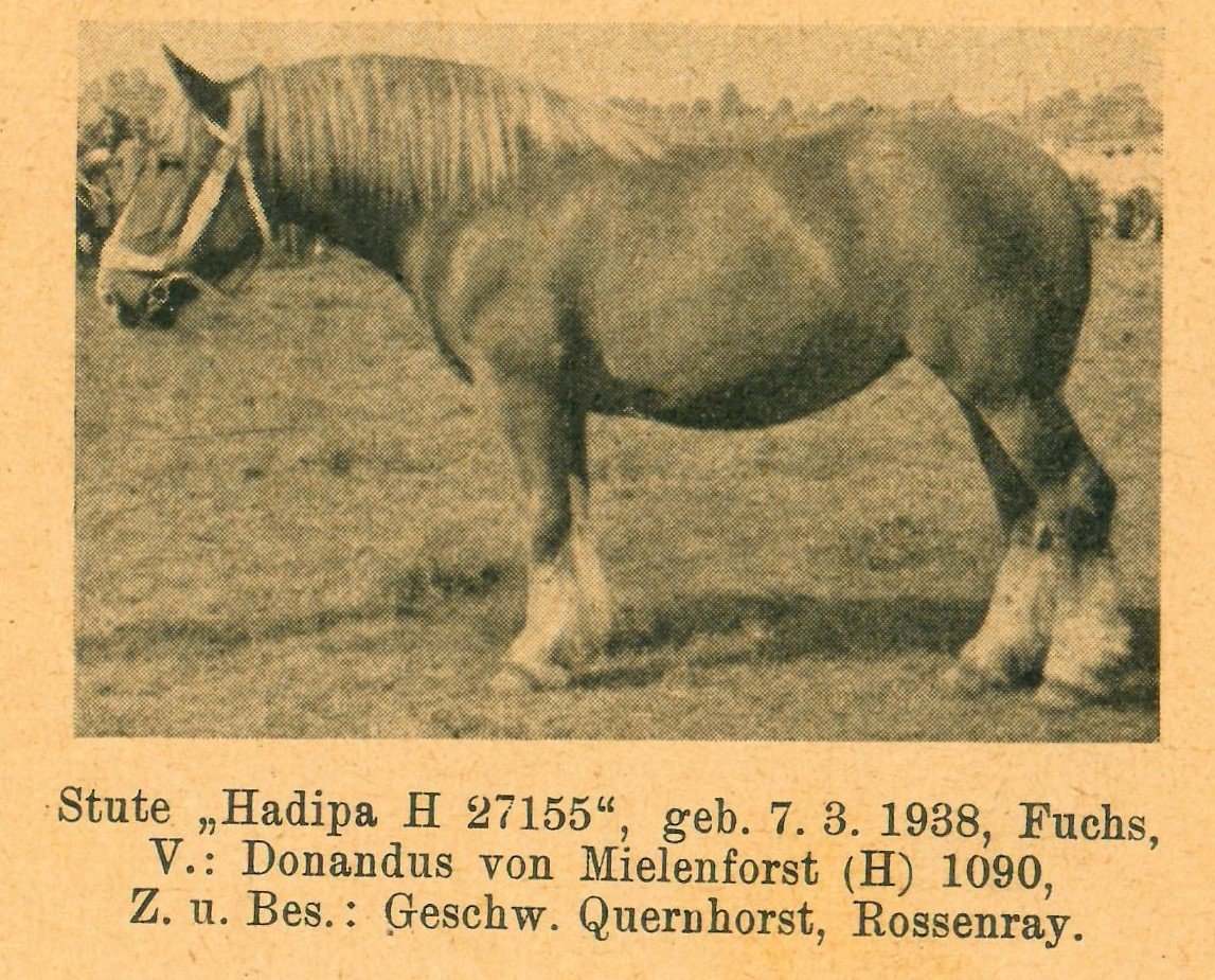 Seitenansicht Stute Hadipa (Landwirtschaftskammer für die Rheinprovinz RR-R)