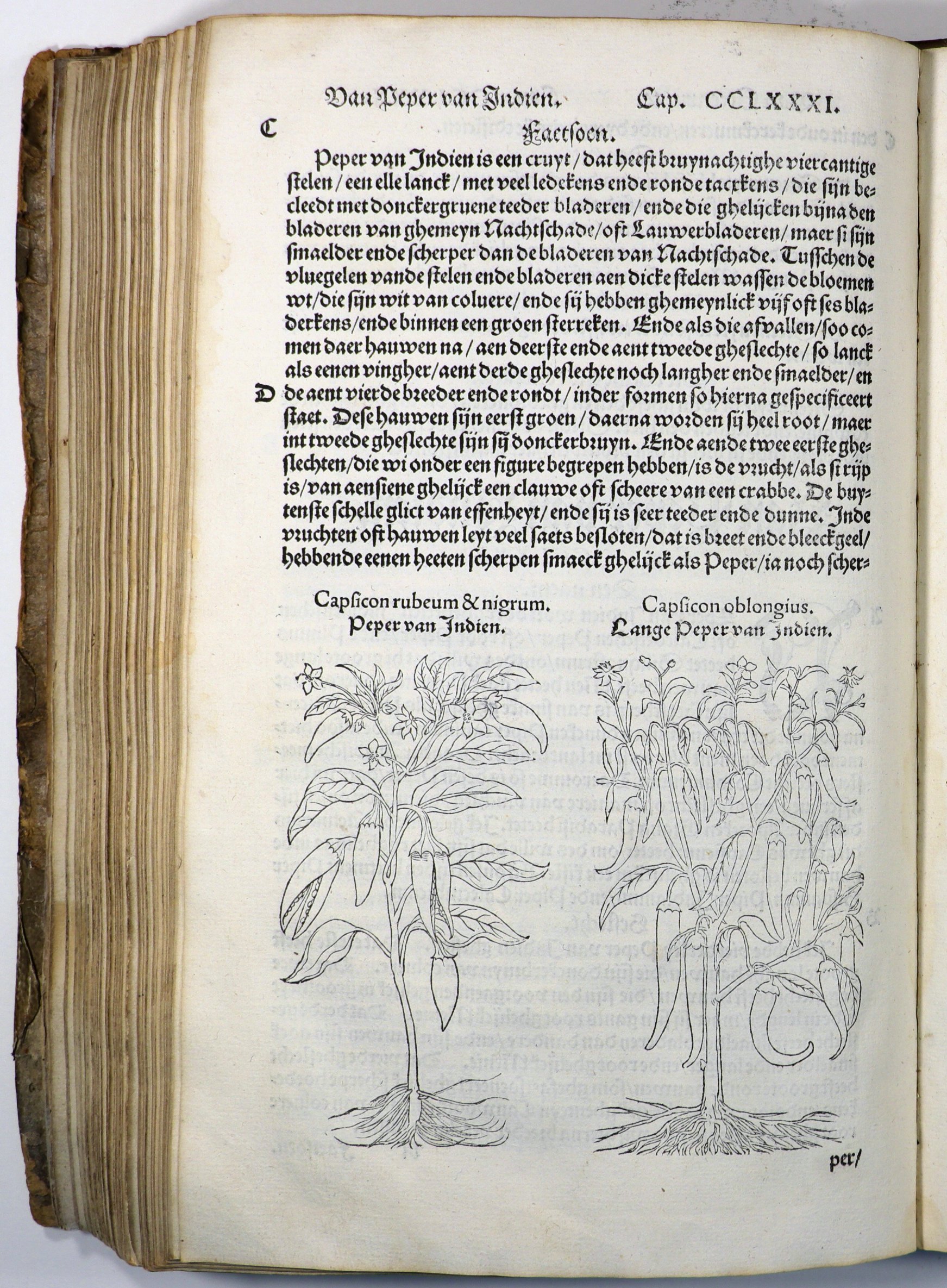 New Kreuterbuch, 1543 (Städtisches Museum Schloss Rheydt CC0)