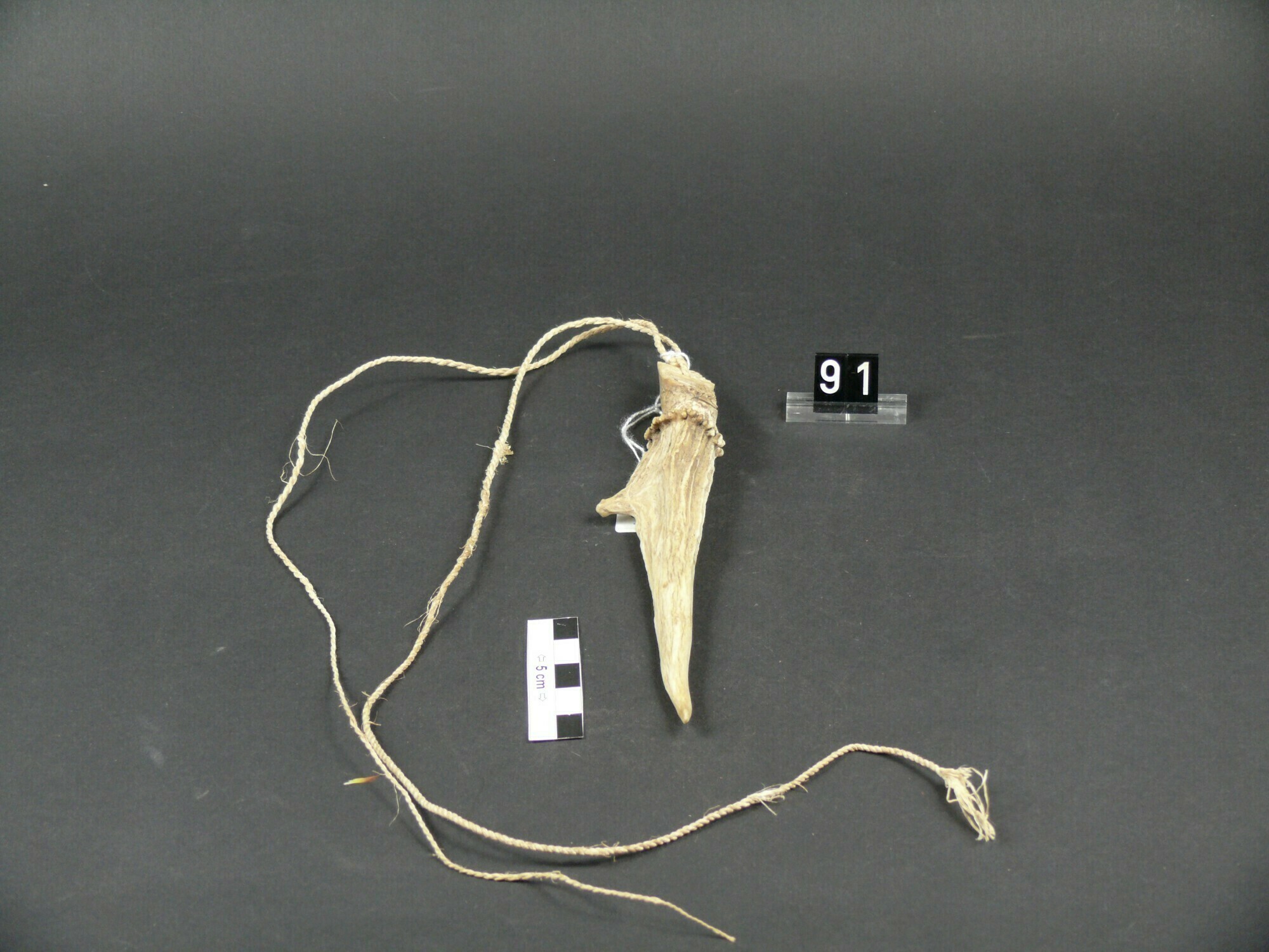 Inv.Nr. UL91 - Tierische Bestandteile (BASA Museum CC BY-NC-ND)