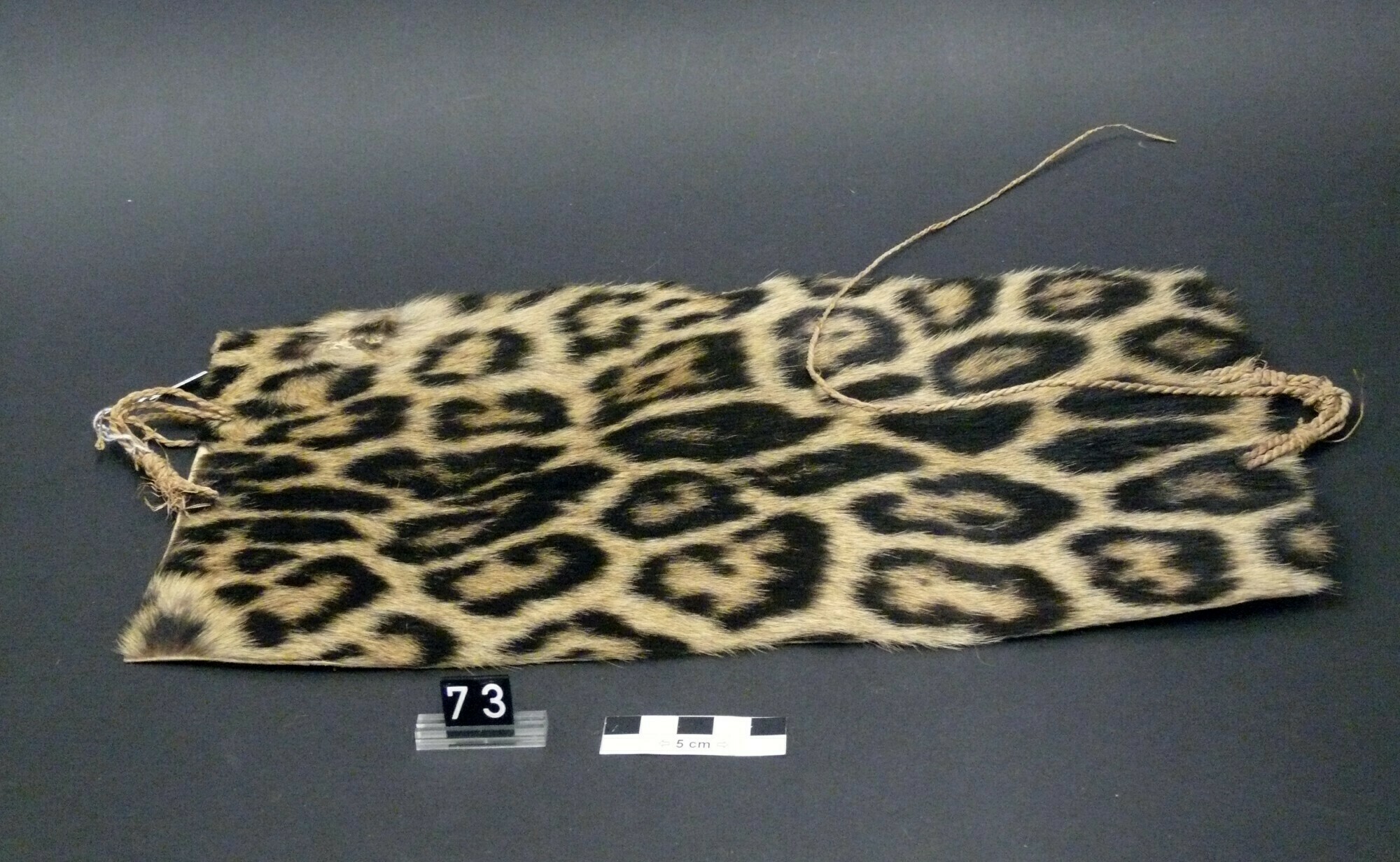 Inv.Nr. UL73 - Kopfschmuck (BASA Museum CC BY-NC-ND)
