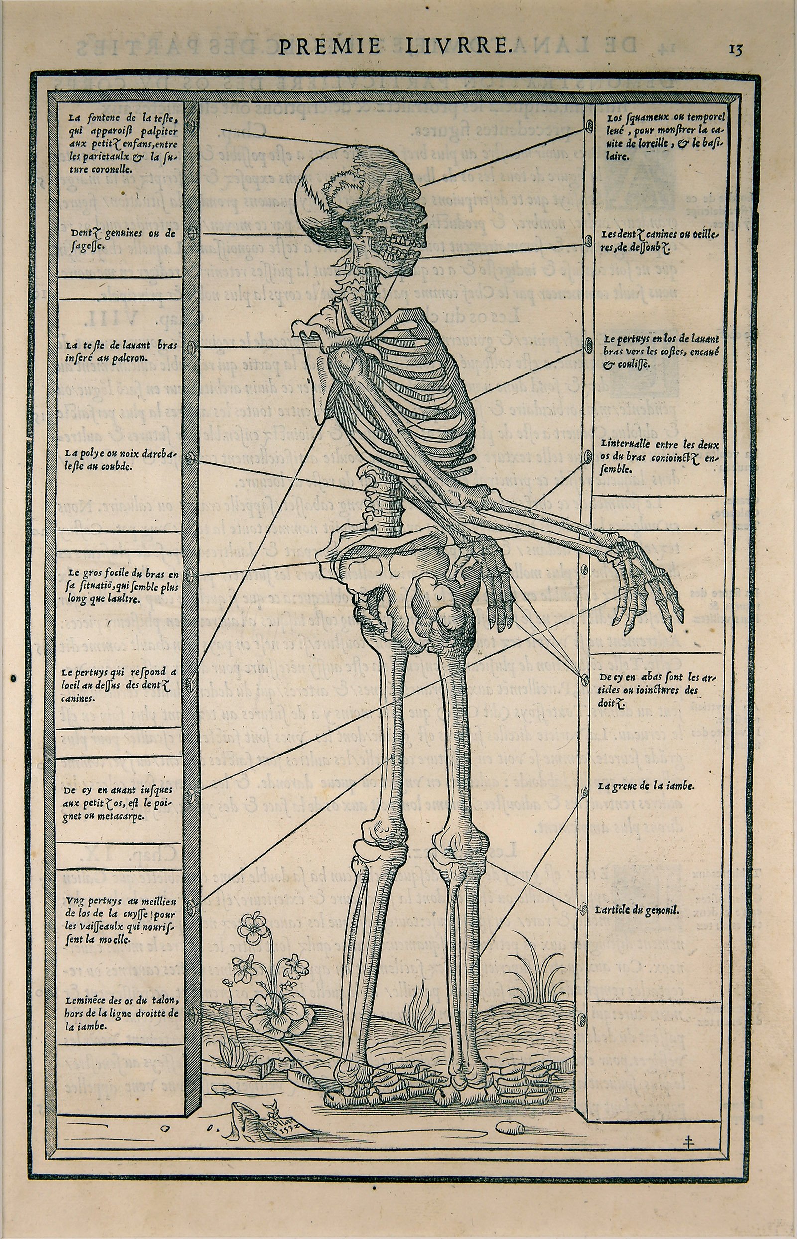 Skelett, Buchseite 13, Holzschnitt (Wilhelm-Fabry-Museum CC BY-NC-SA)