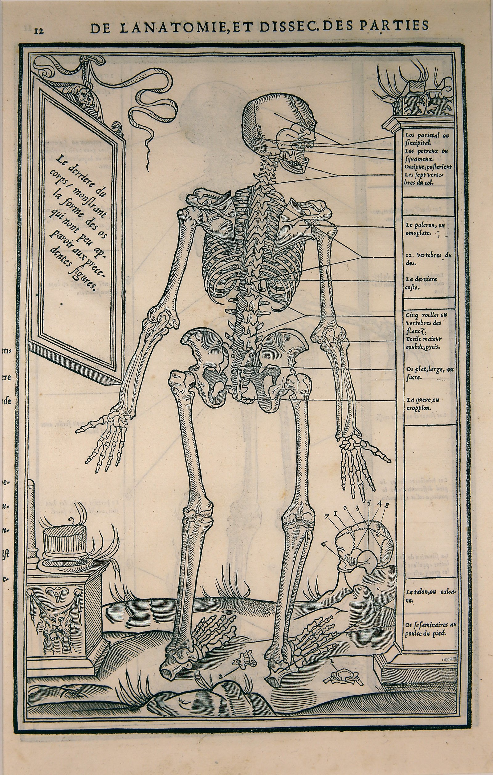 Skelett, Buchseite 12, Holzschnitt (Wilhelm-Fabry-Museum CC BY-NC-SA)