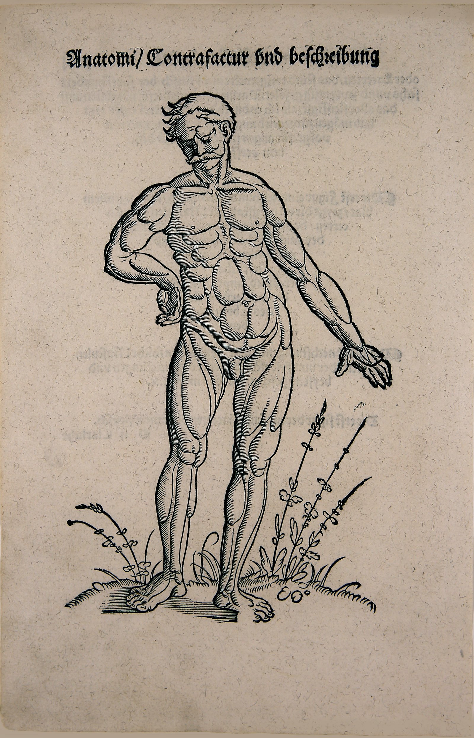 Anatomi / Contrafactur (Wilhelm-Fabry-Museum CC BY-NC-SA)