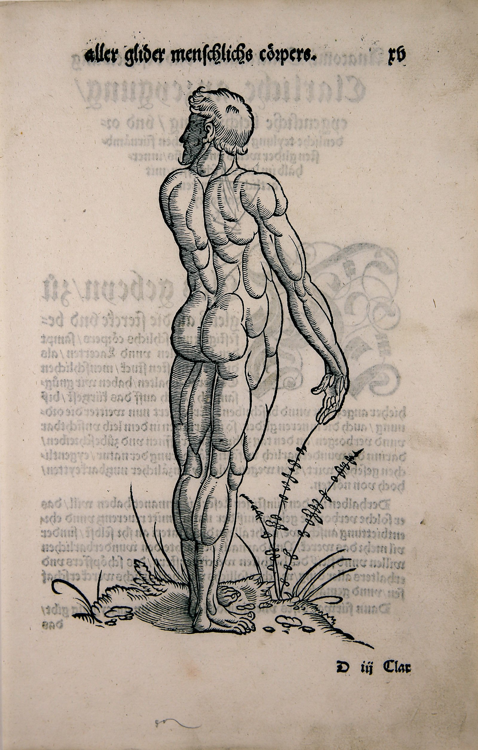Anatomi / Contrafactur (Wilhelm-Fabry-Museum CC BY-NC-SA)