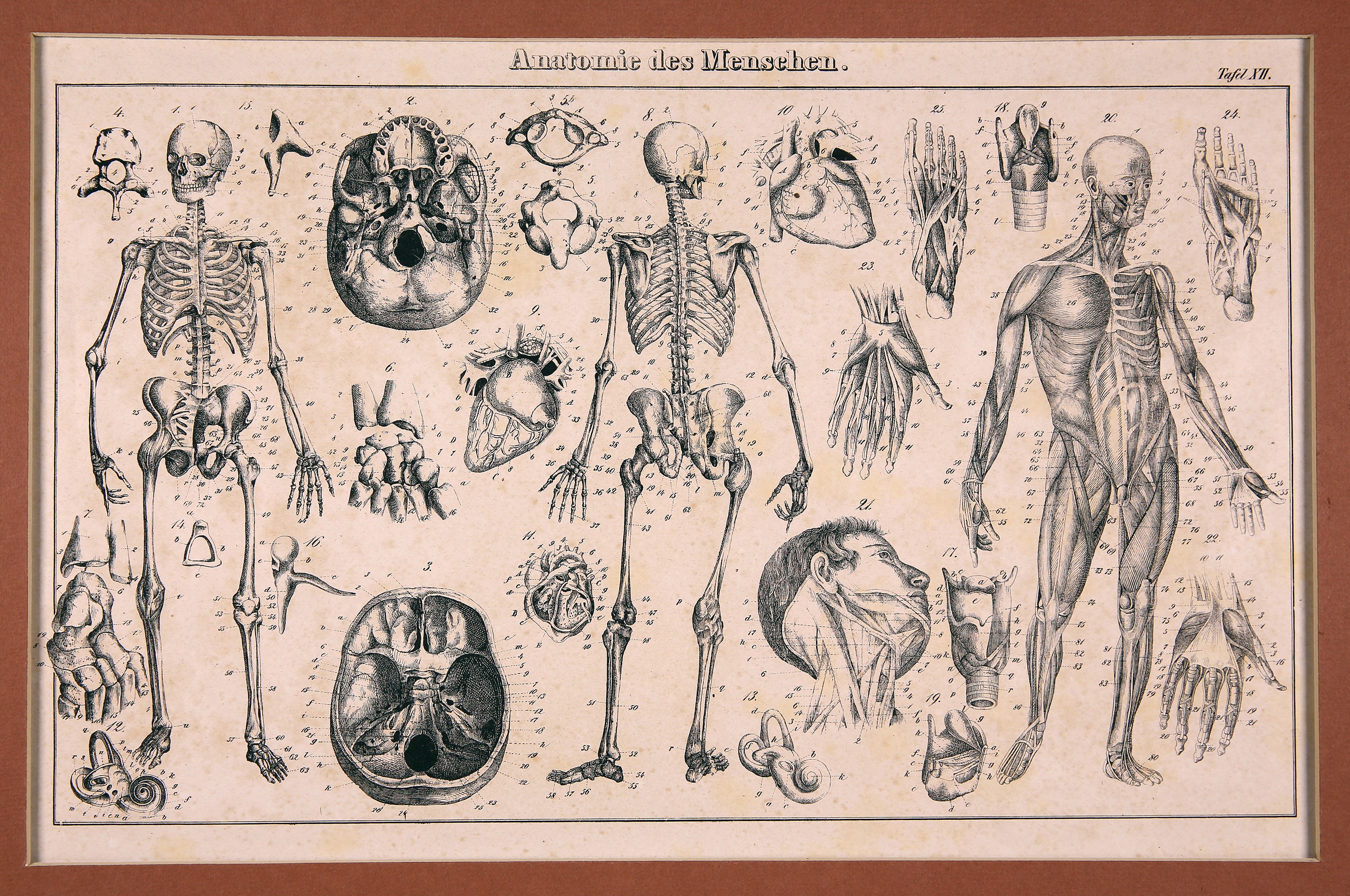 Anatomie des Menschen, Tafel XII (Wilhelm-Fabry-Museum CC BY-NC-SA)