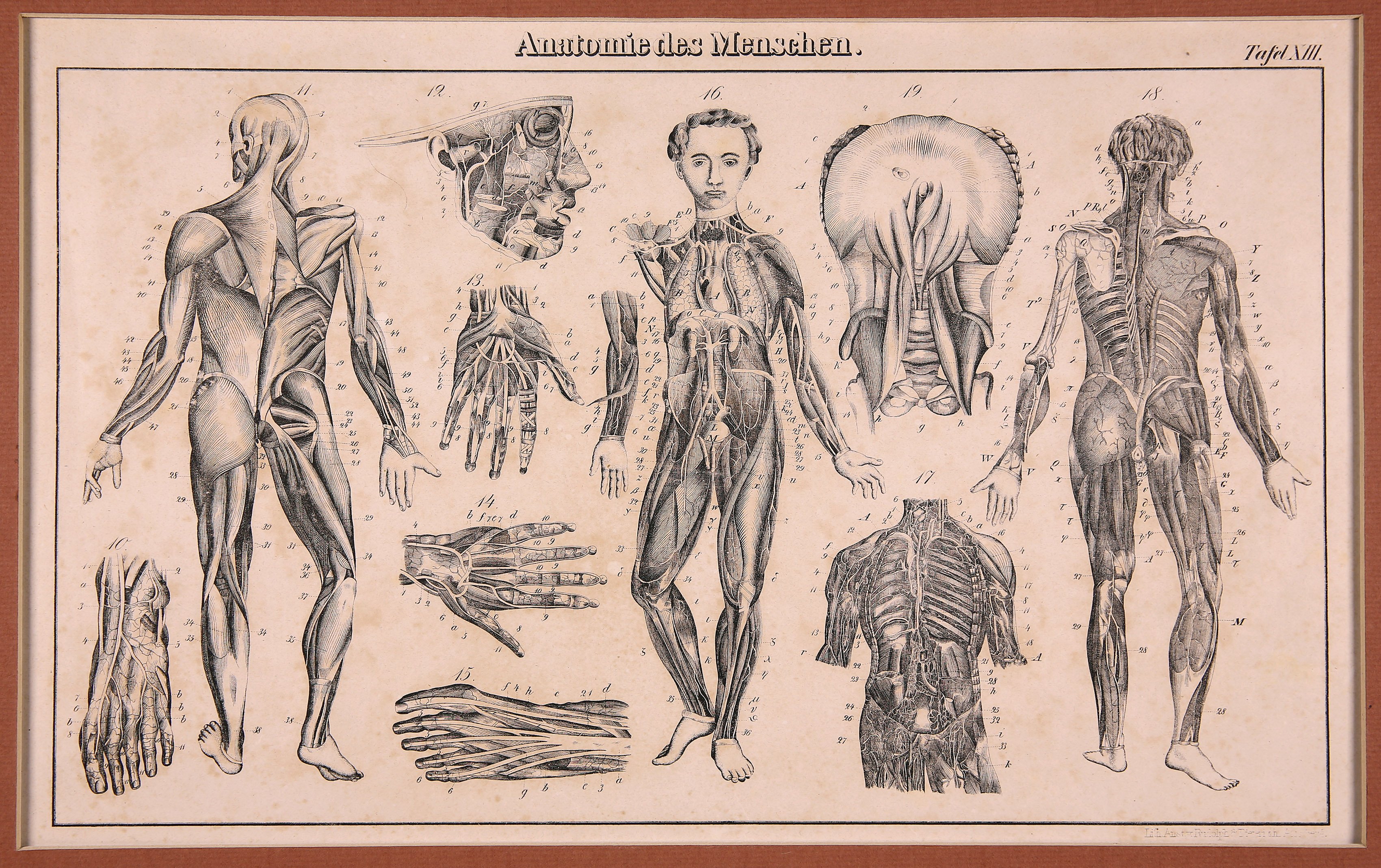 Anatomie des Menschen Tafel XIII (Wilhelm-Fabry-Museum CC BY-NC-SA)