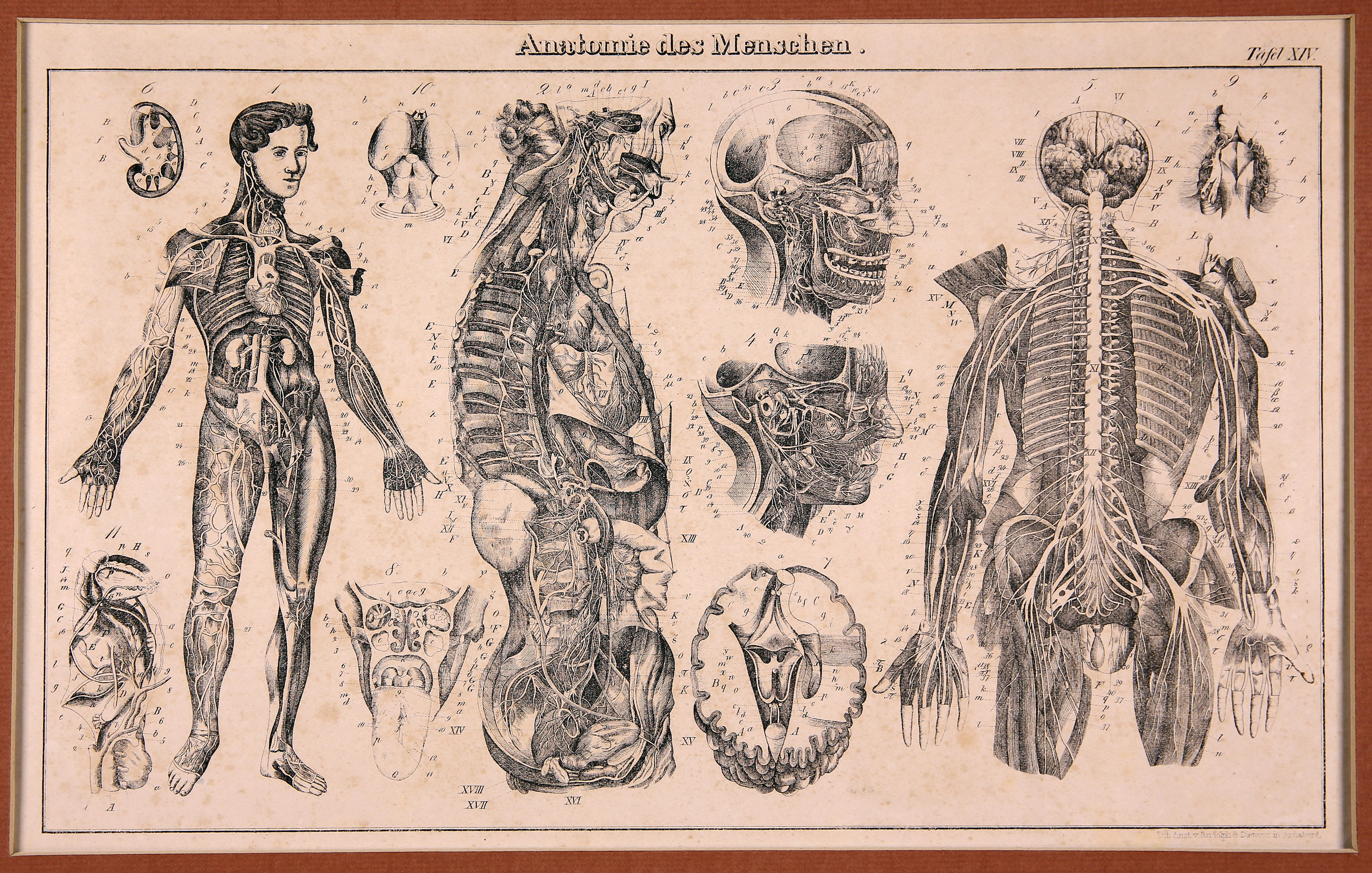 Anatomie des Menschen Tafel XIV (Wilhelm-Fabry-Museum CC BY-NC-SA)