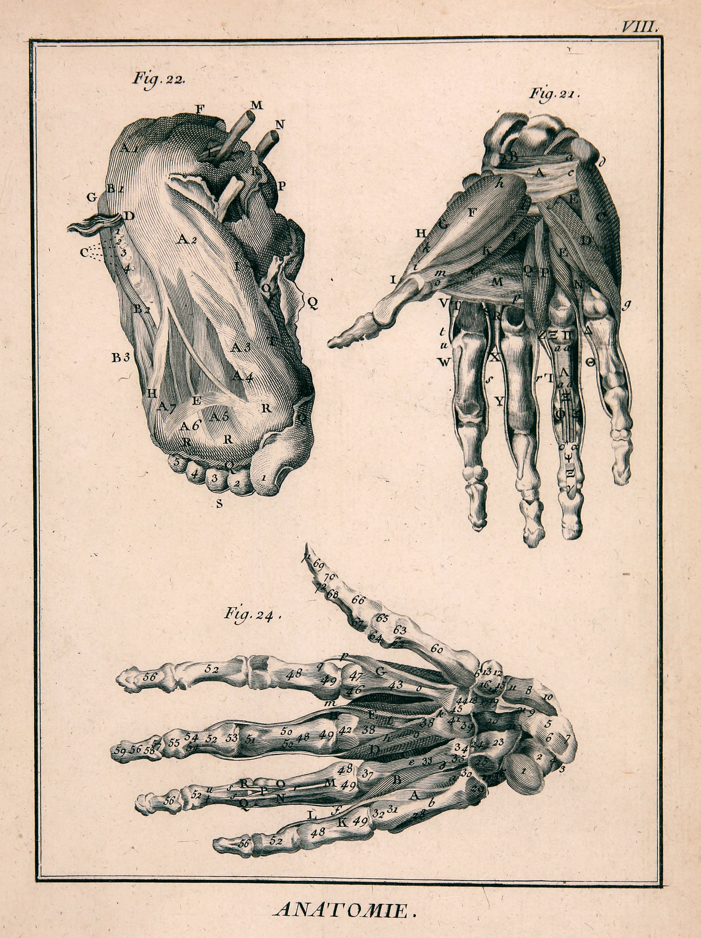 Anatomie, Tafel VIII (Wilhelm-Fabry-Museum CC BY-NC-SA)