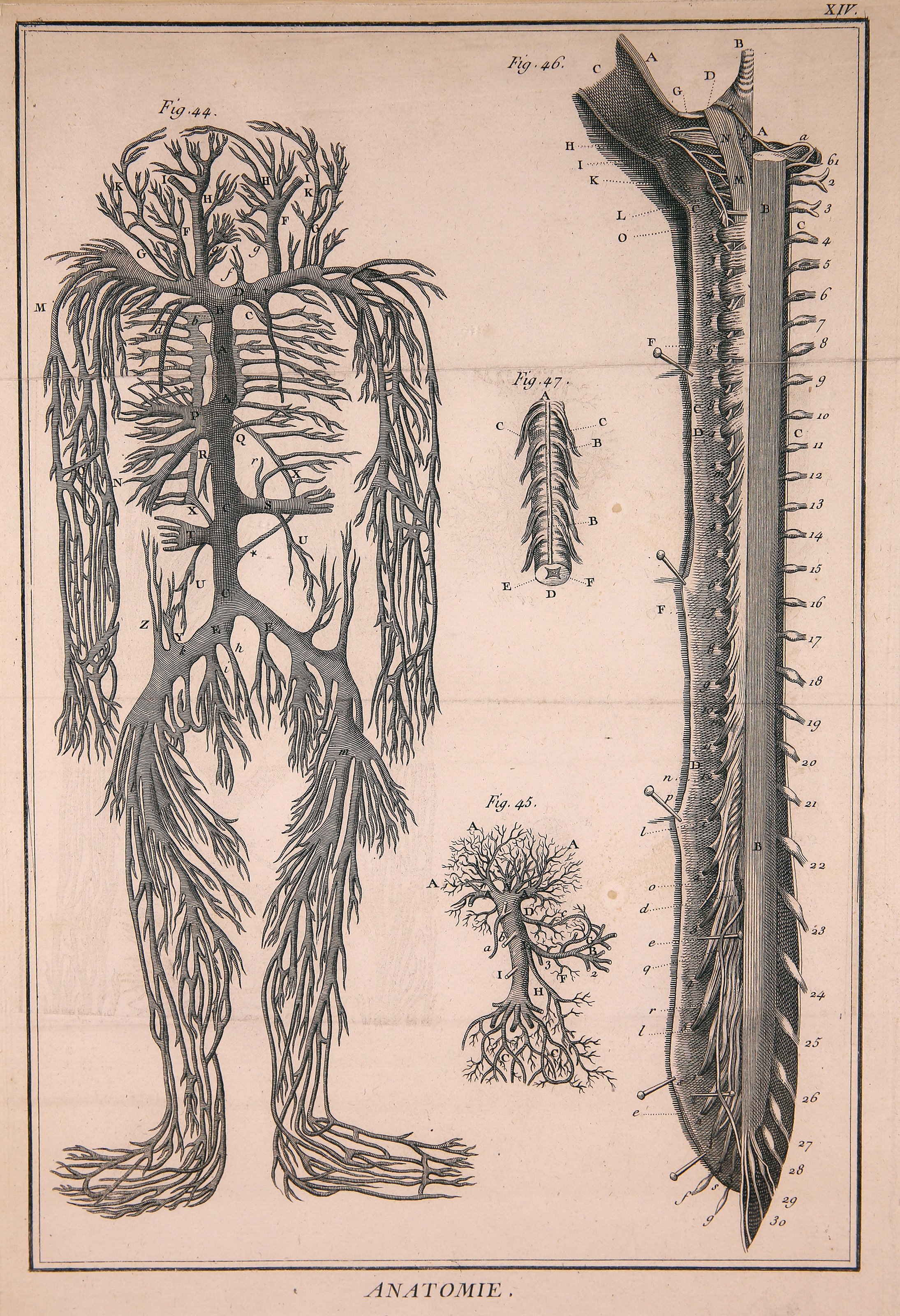 Anatomie, Tafel XIV (Wilhelm-Fabry-Museum CC BY-NC-SA)