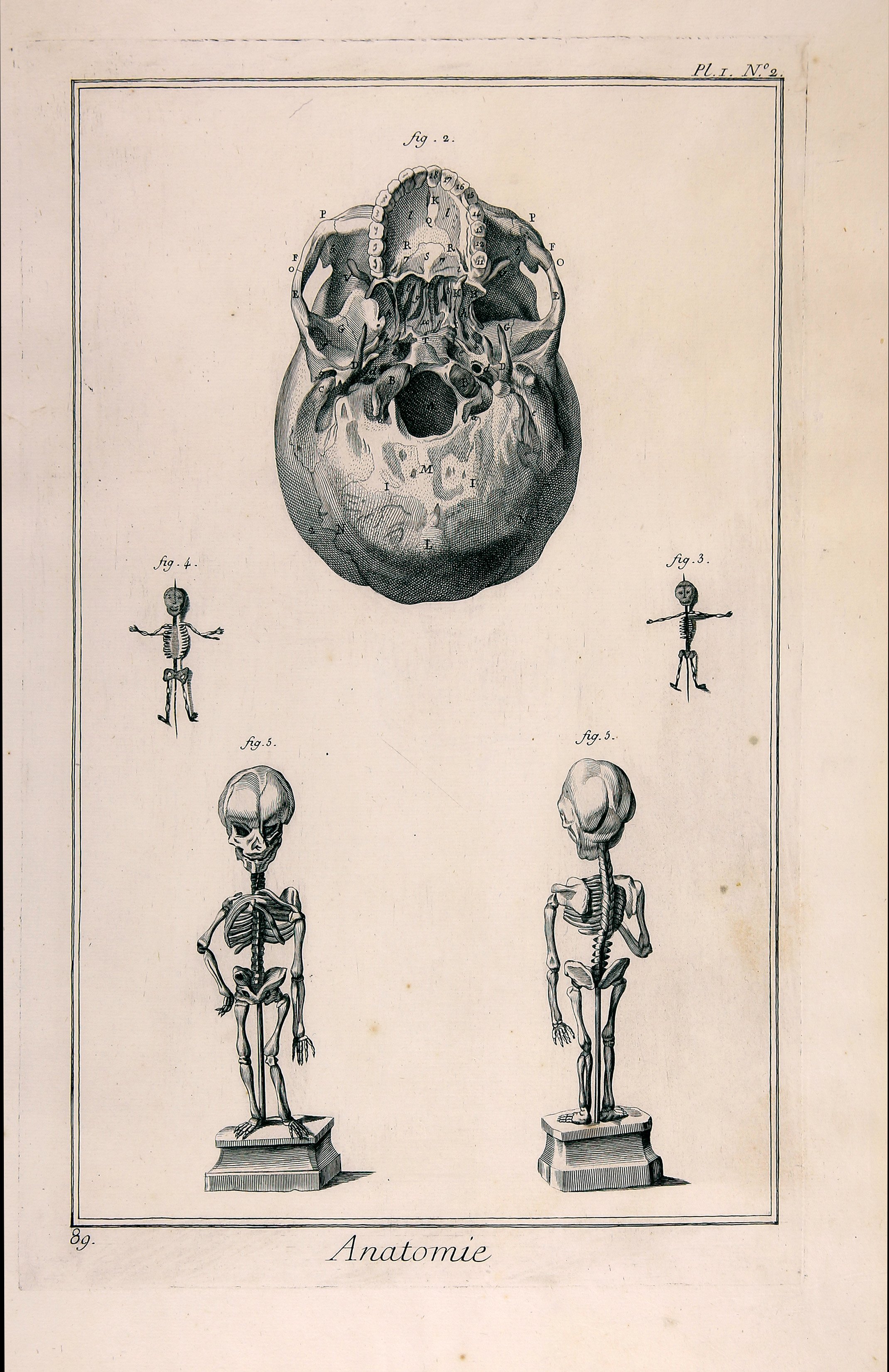 Anatomie, Pl. I, Nr. 2, Ansicht eines Schädels von unten, Skelette von Föten (Wilhelm-Fabry-Museum CC BY-NC-SA)