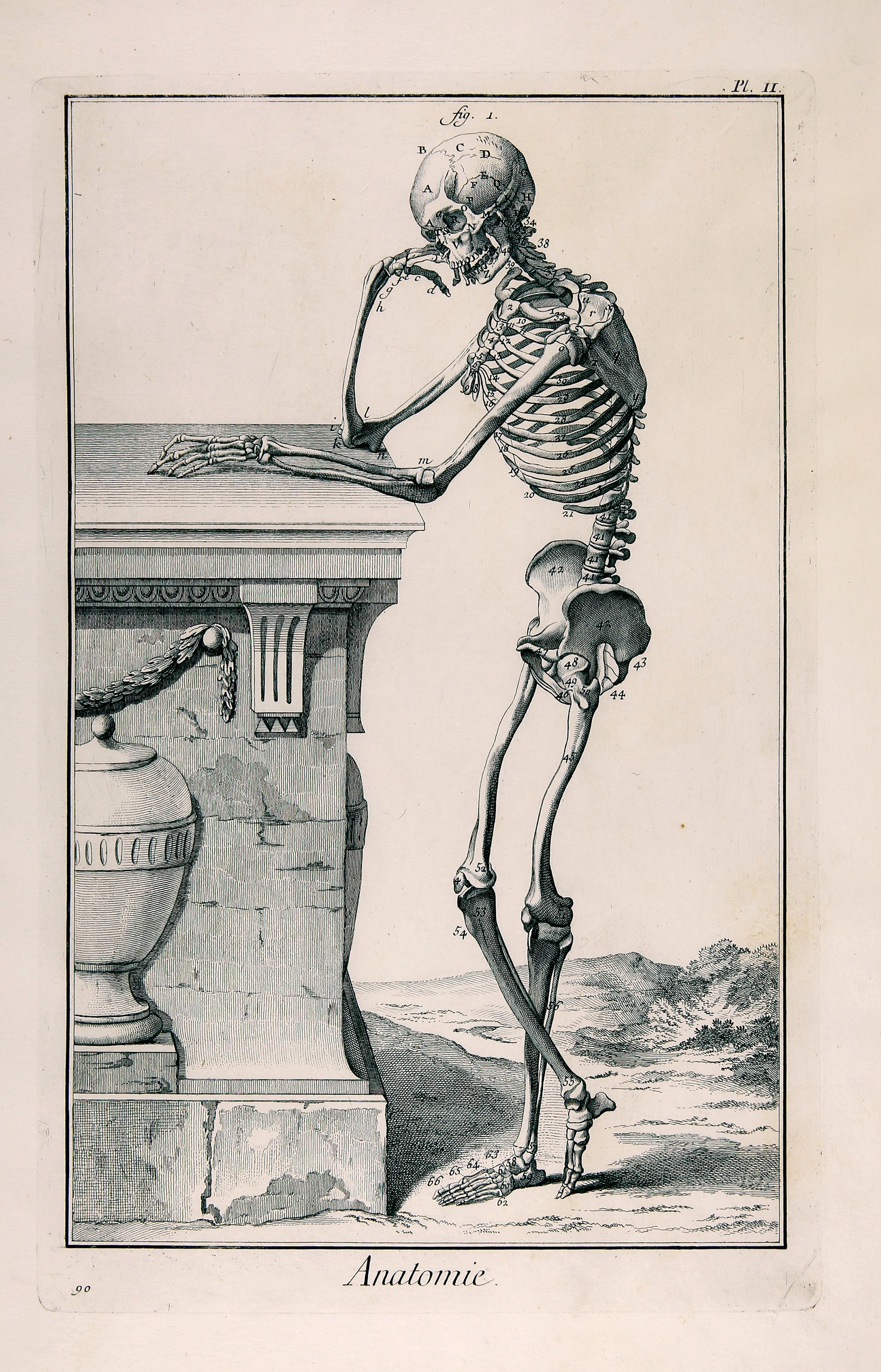 Anatomie, Pl. II, Skelett im Profil (Wilhelm-Fabry-Museum CC BY-NC-SA)