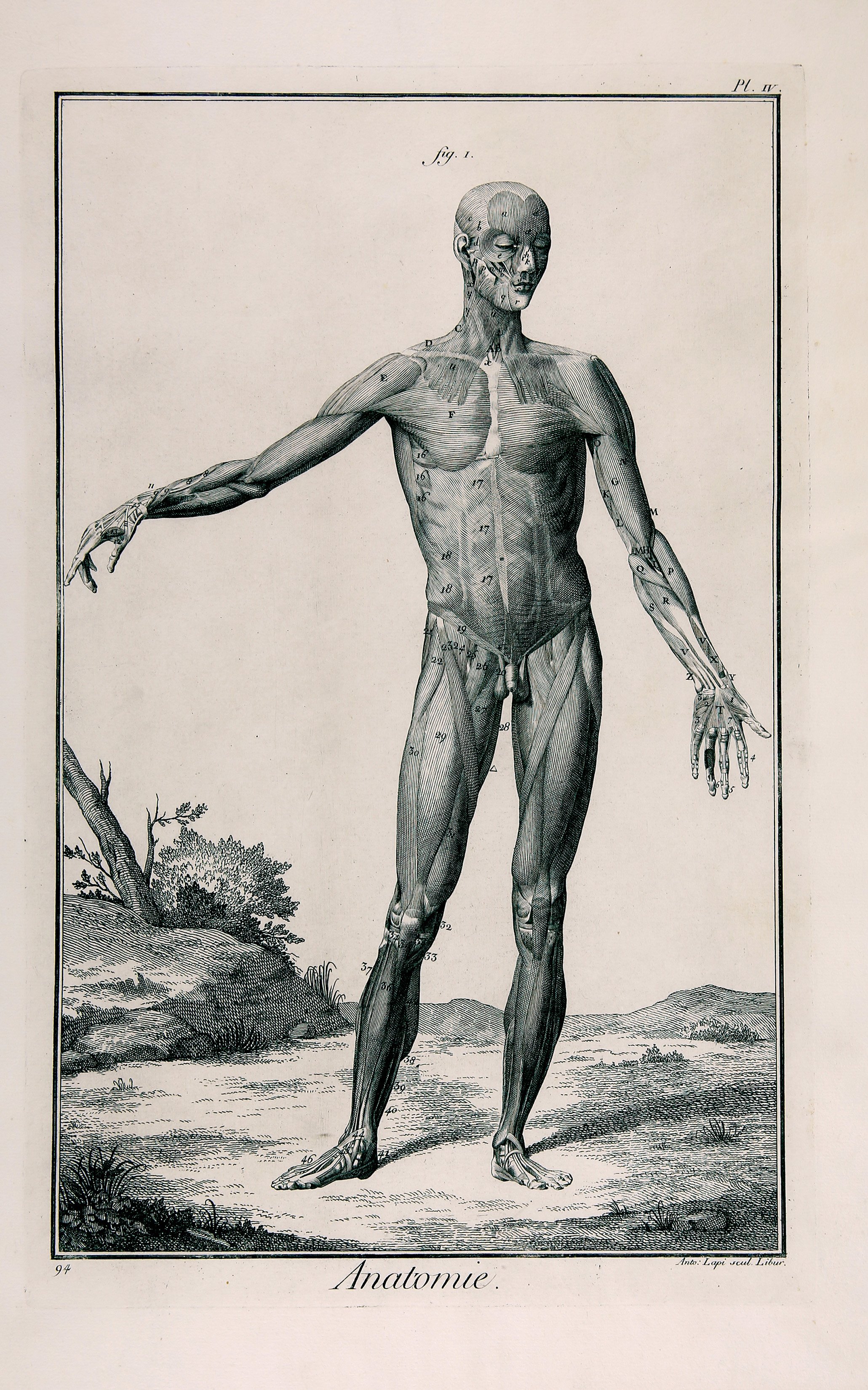 Anatomie, Seconde Planche IV (Wilhelm-Fabry-Museum CC BY-NC-SA)