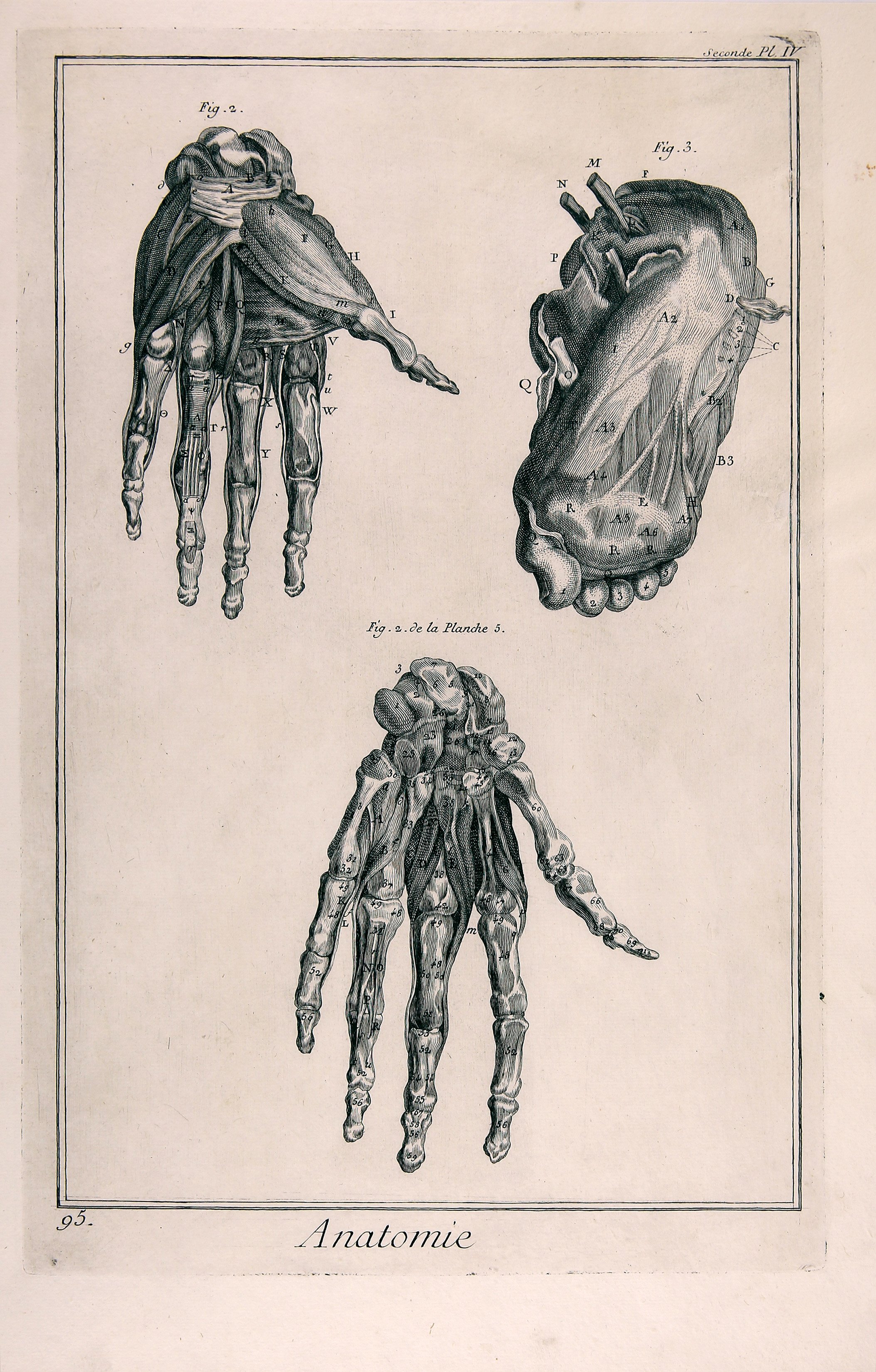 Anatomie, Pl. IV (Wilhelm-Fabry-Museum CC BY-NC-SA)