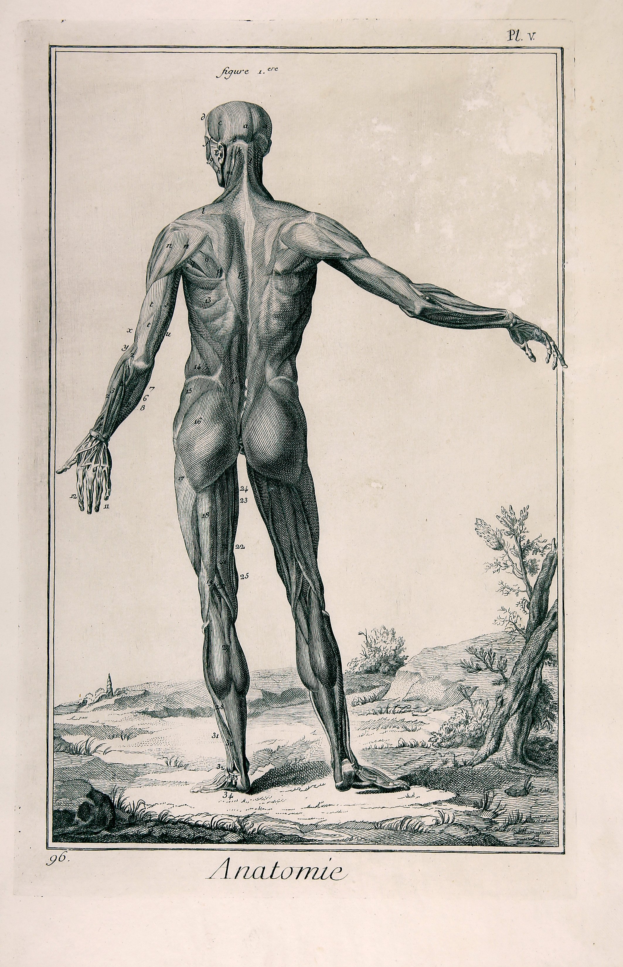 Anatomie, Planche V, Muskeln des Mannes, von hinten gesehen (Wilhelm Fabry Museum CC BY-NC-SA)