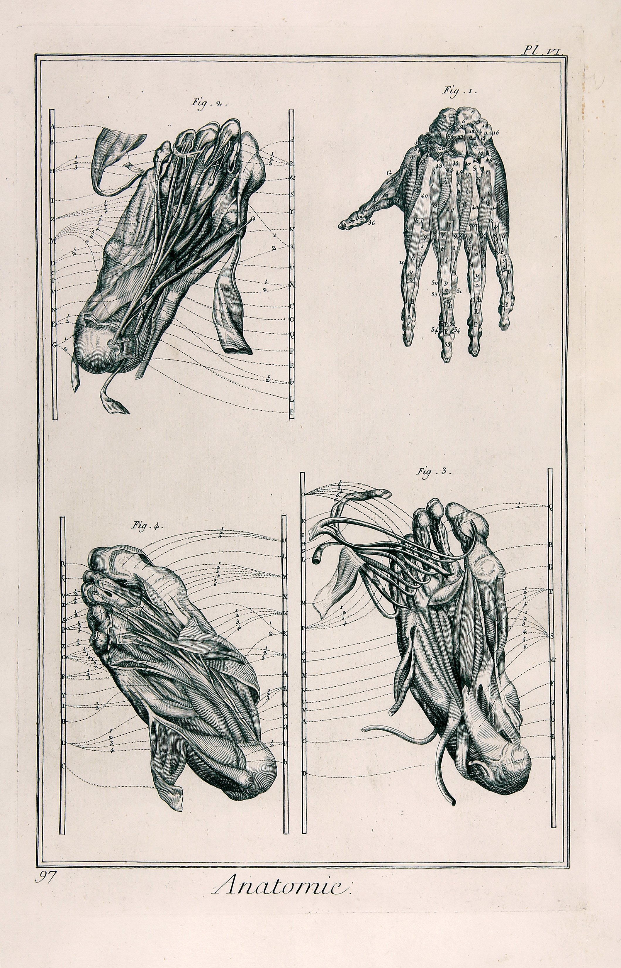 Anatomie, Pl. V, Muskeln der Hand und des Fußes (Wilhelm Fabry Museum CC BY-NC-SA)