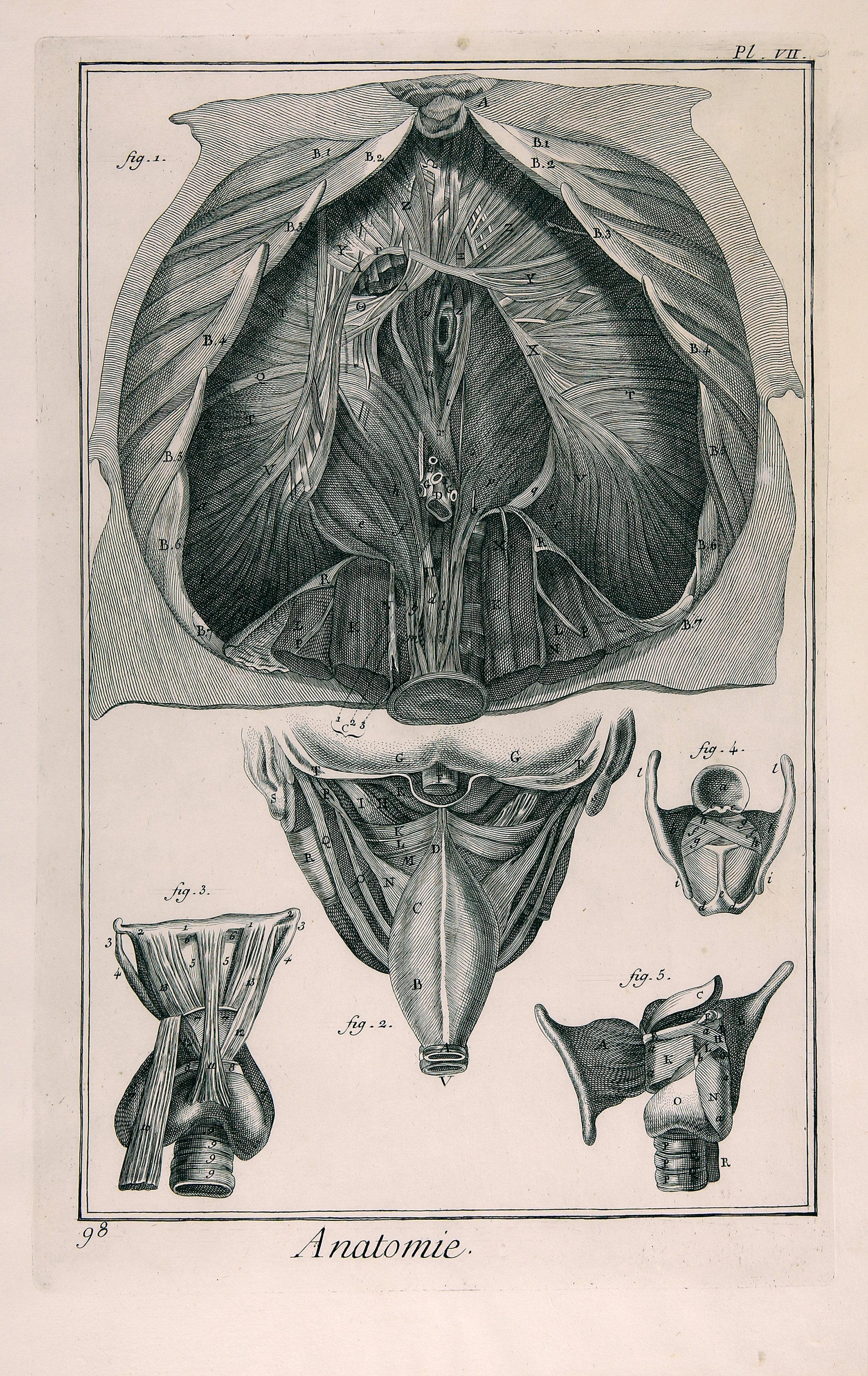 Anatomie, Planche VII (Wilhelm-Fabry-Museum CC BY-NC-SA)