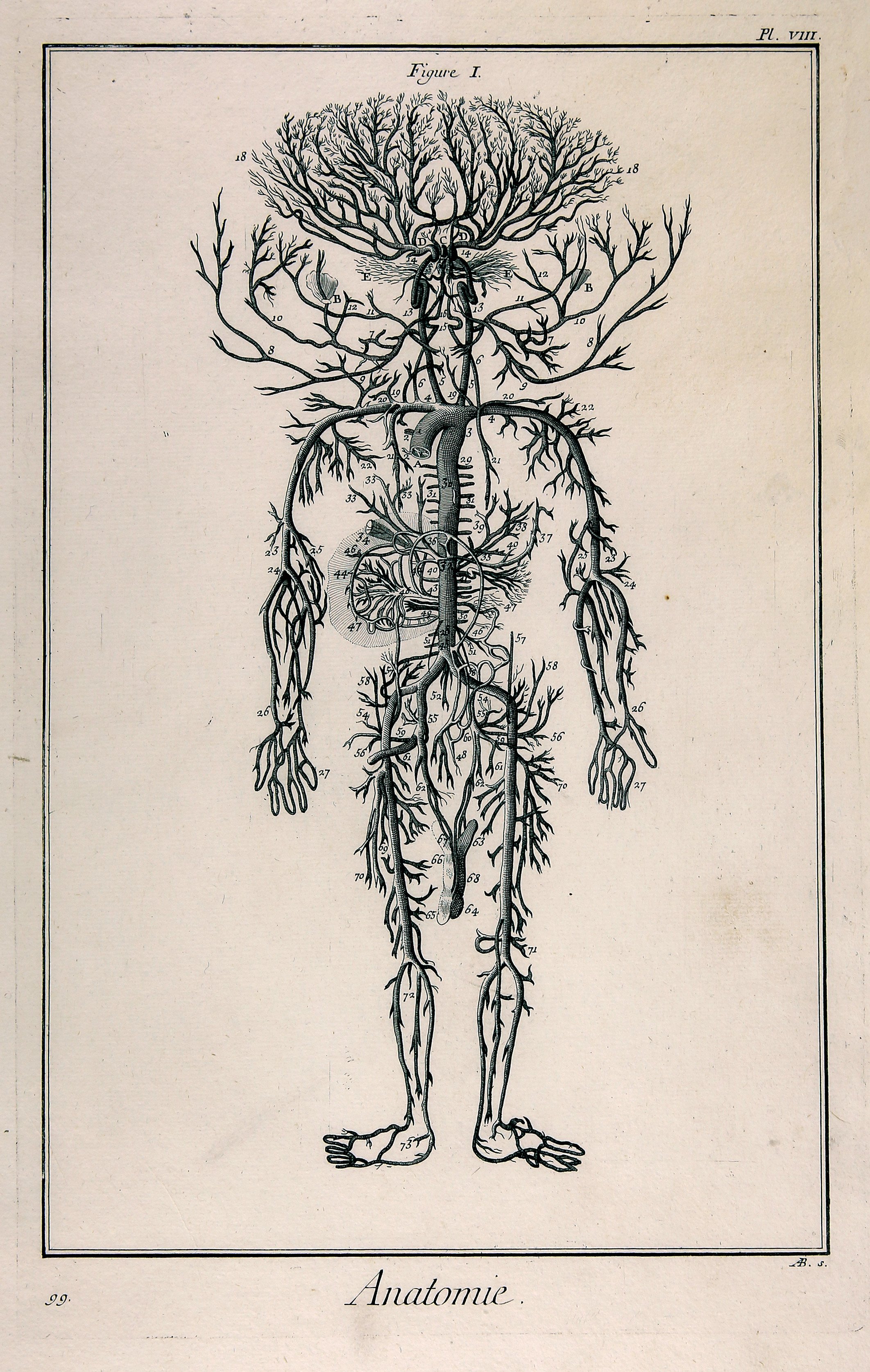 Anatomie, Planche VIII (Wilhelm-Fabry-Museum CC BY-NC-SA)