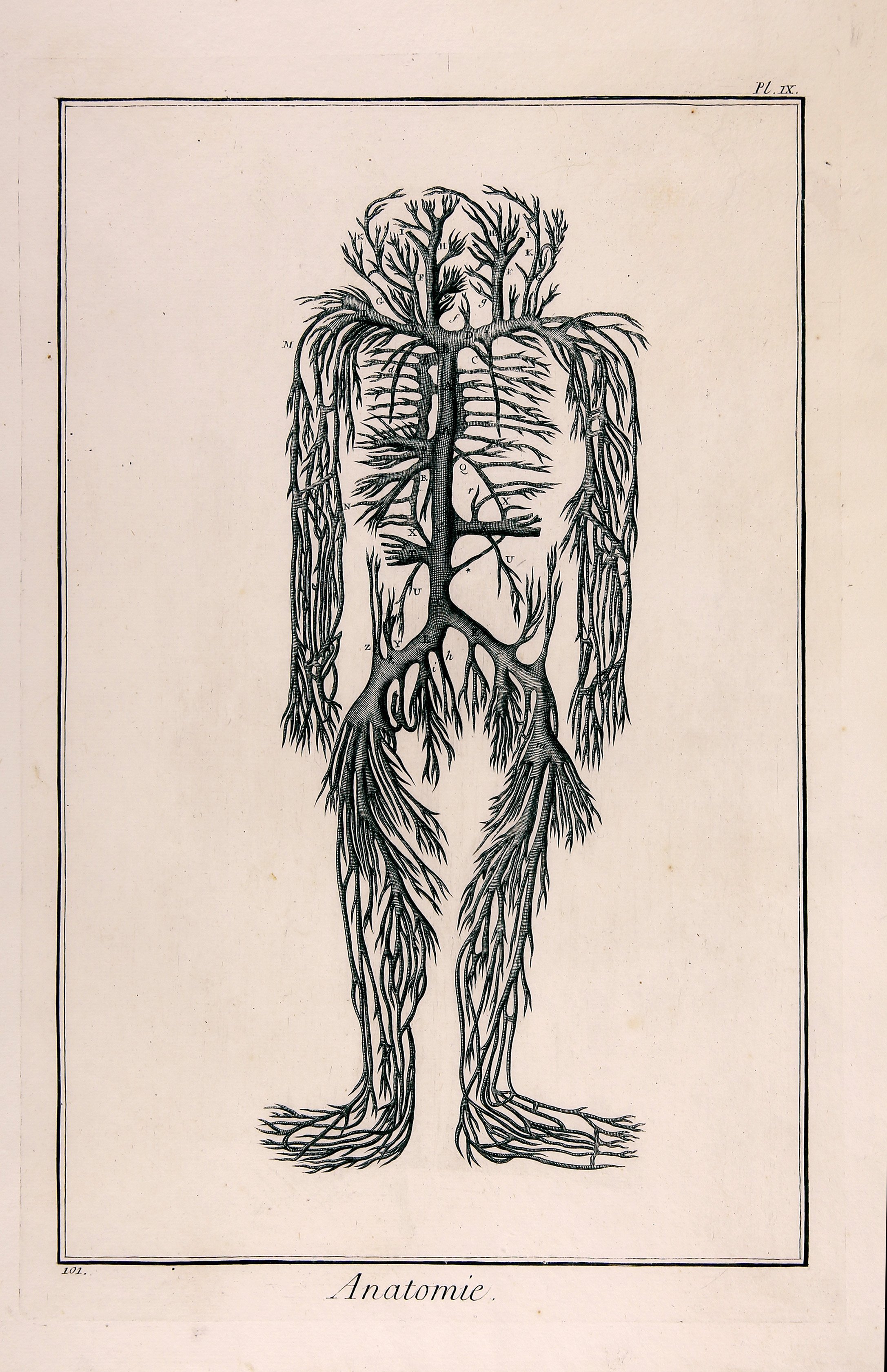 Anatomie, Seconde Pl. IX (Wilhelm-Fabry-Museum CC BY-NC-SA)